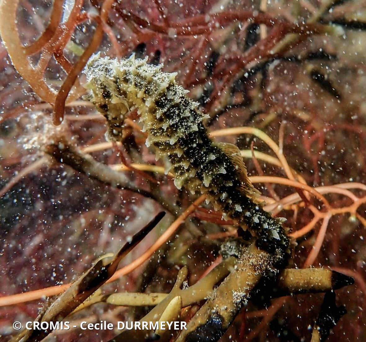 Photo 10 sur 47 : Hippocampe moucheté