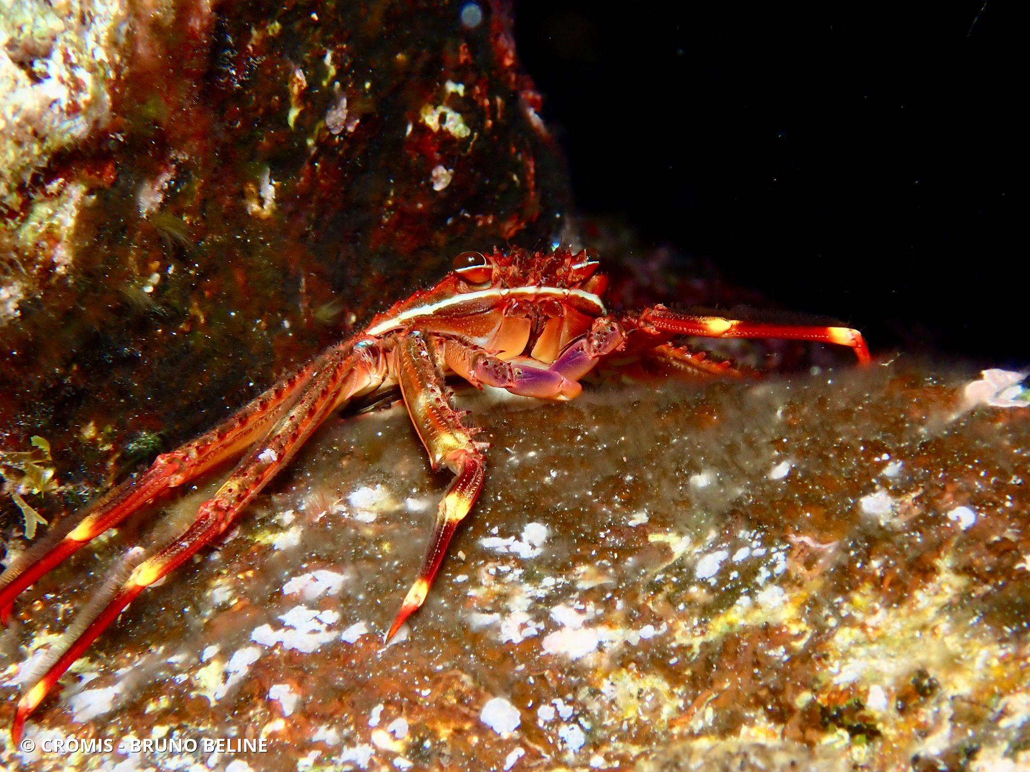 Crabe plat des oursins