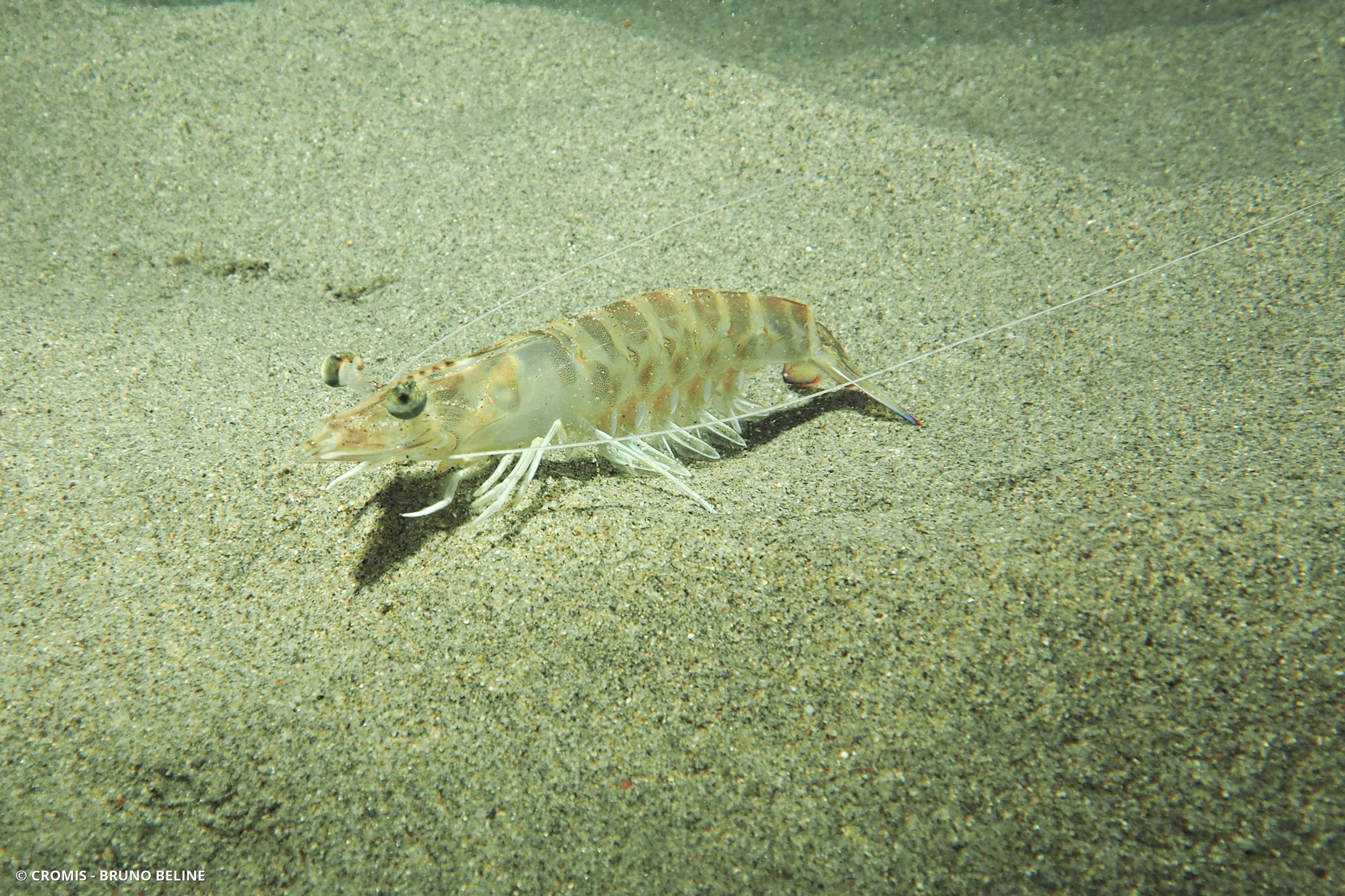 Caramote