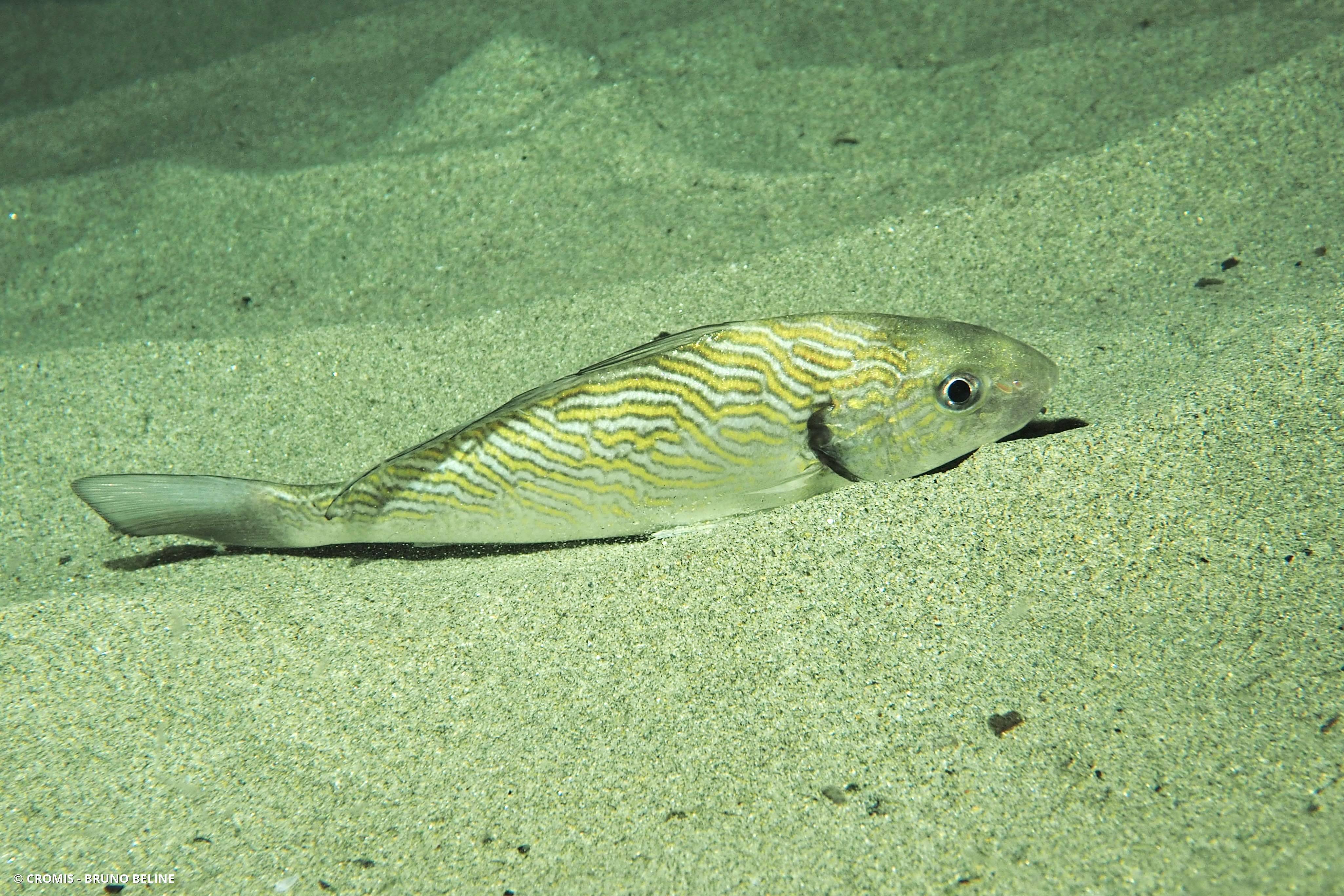 Ombrine côtière