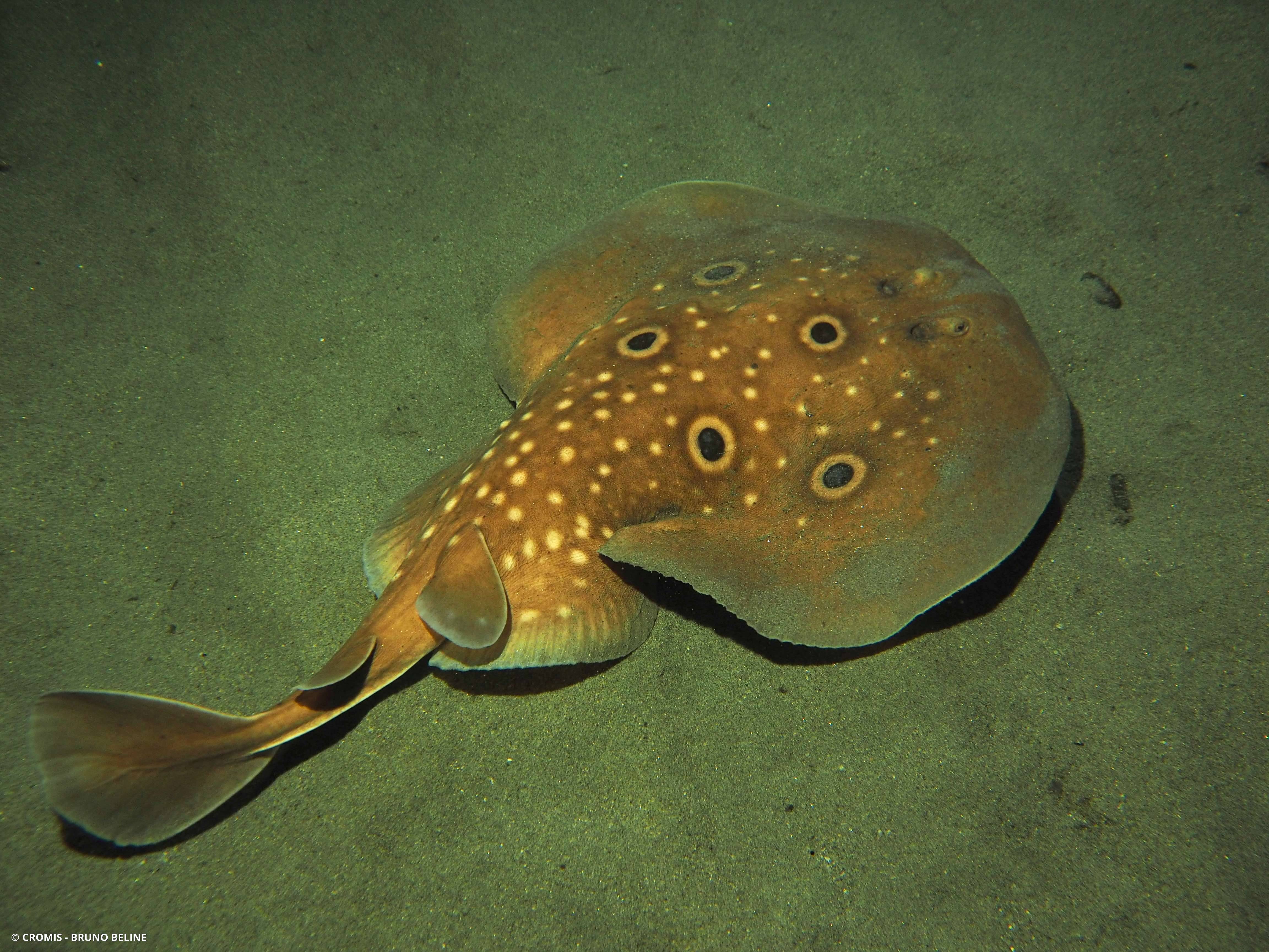 Torpille ocellée