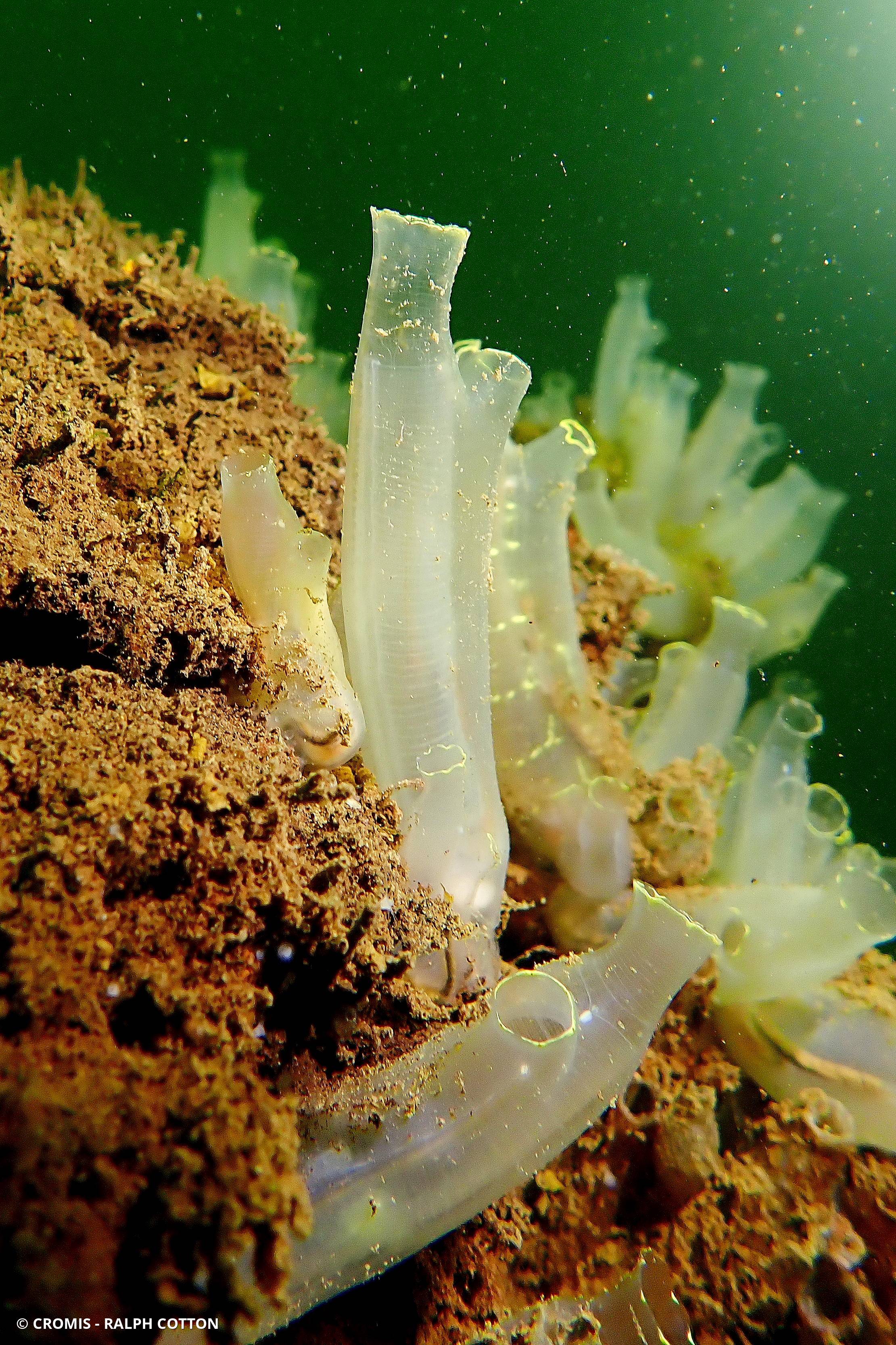 Cione intestinale