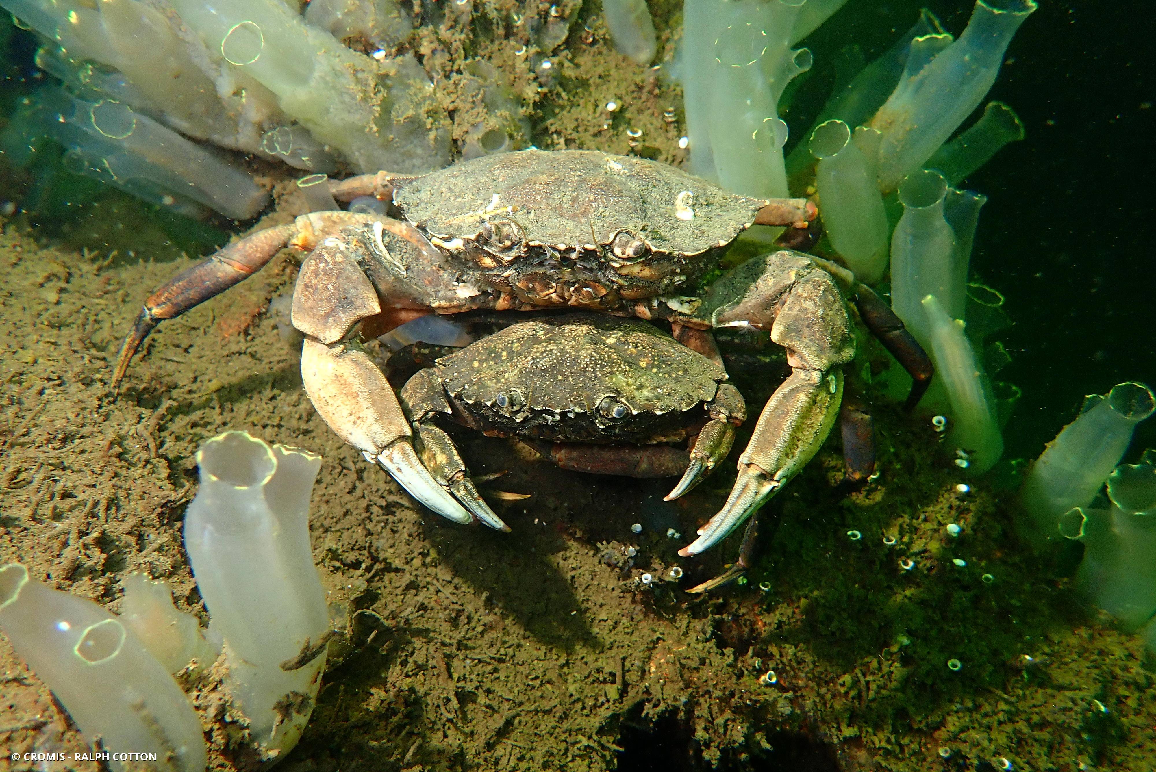Crabe vert