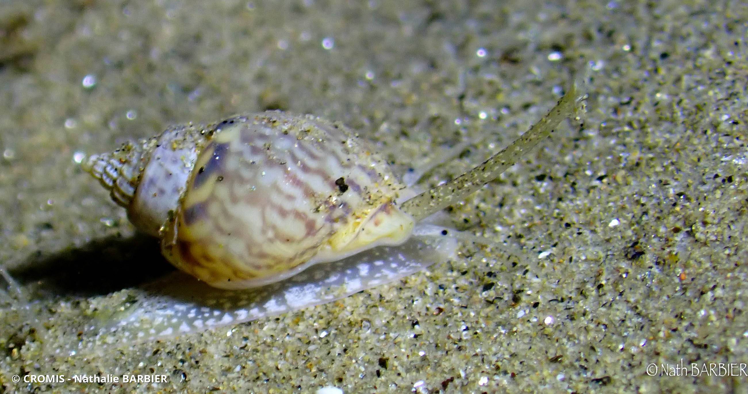 Noisette de mer