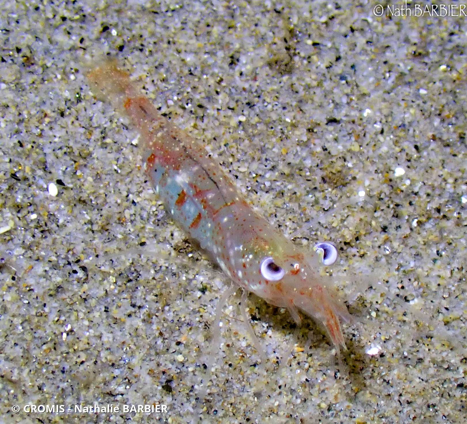 Crevette autruche à gros yeux