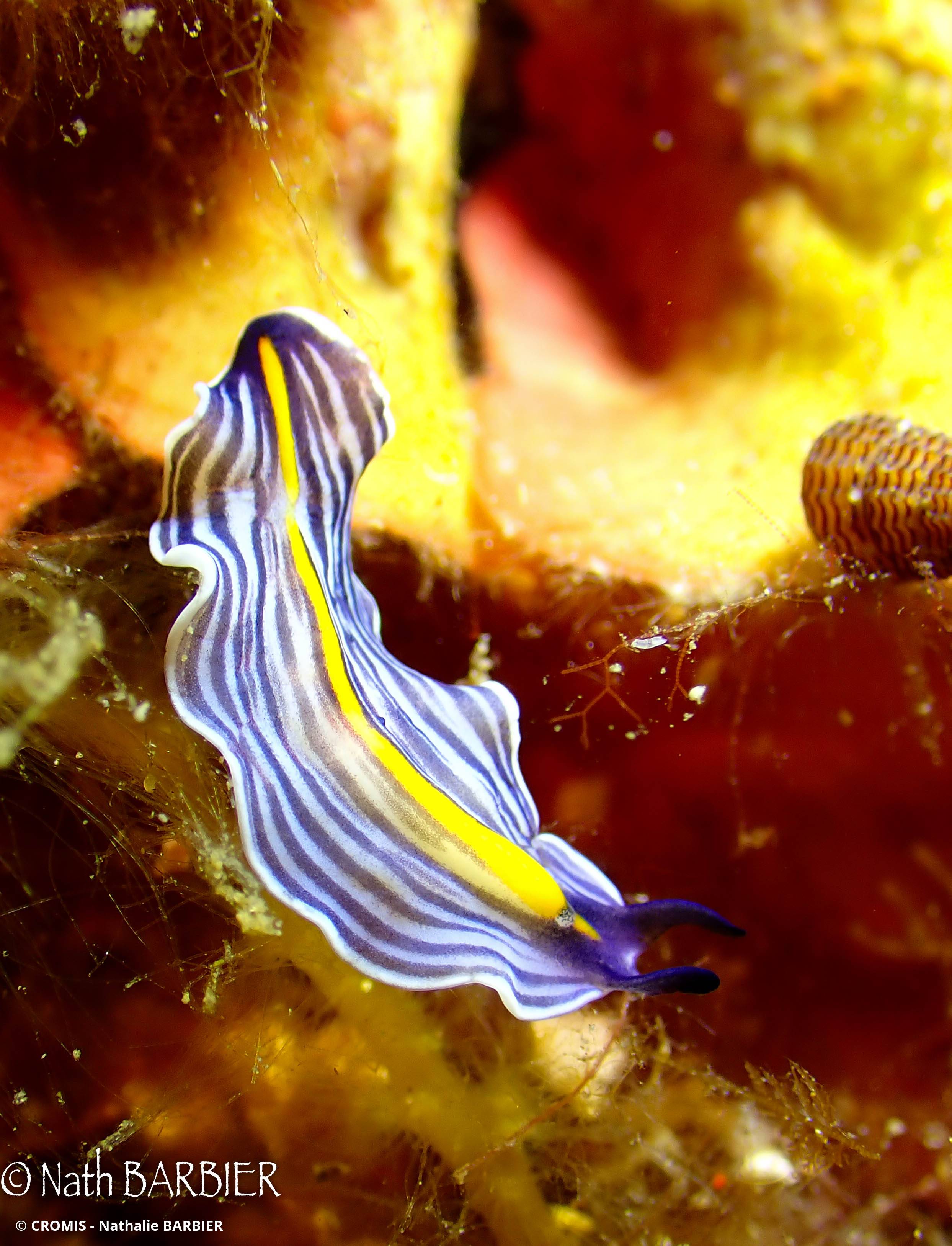 Ver plat bleu de Méditerranée