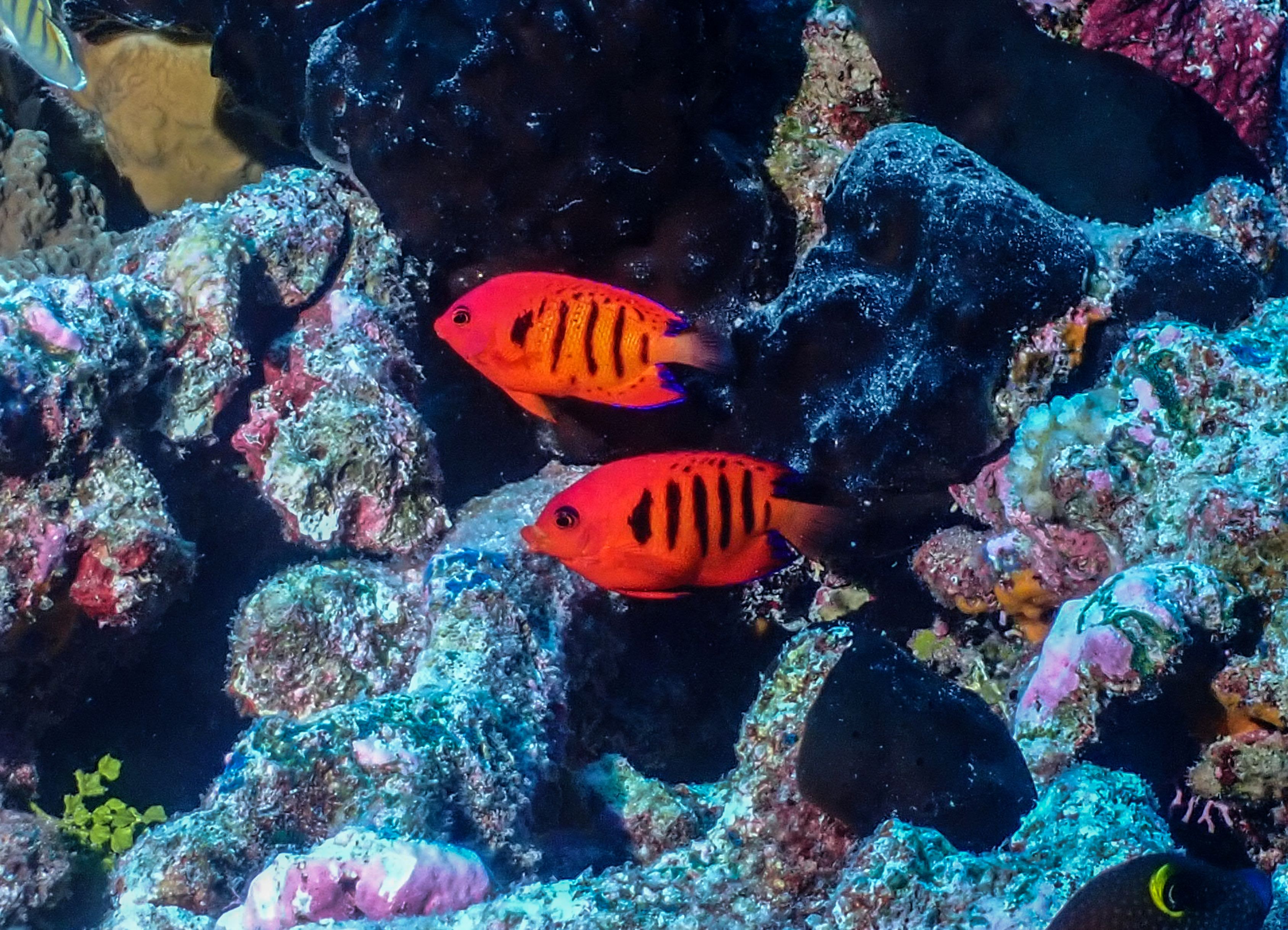 Poisson-ange flamme