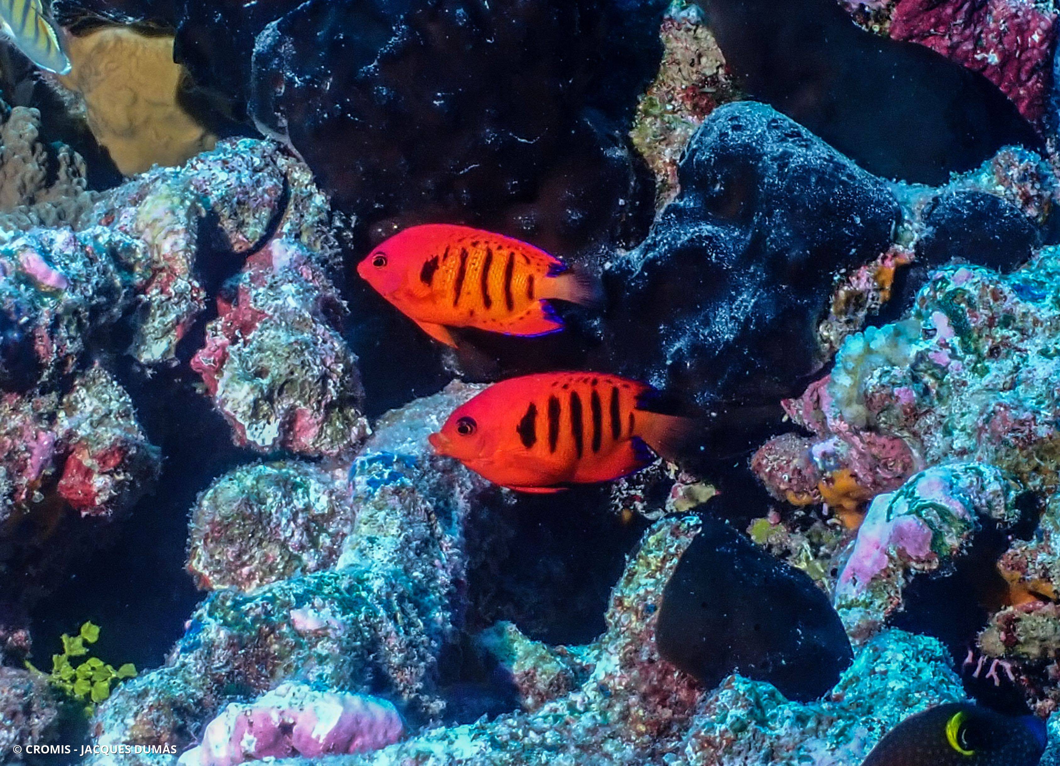Poisson-ange flamme