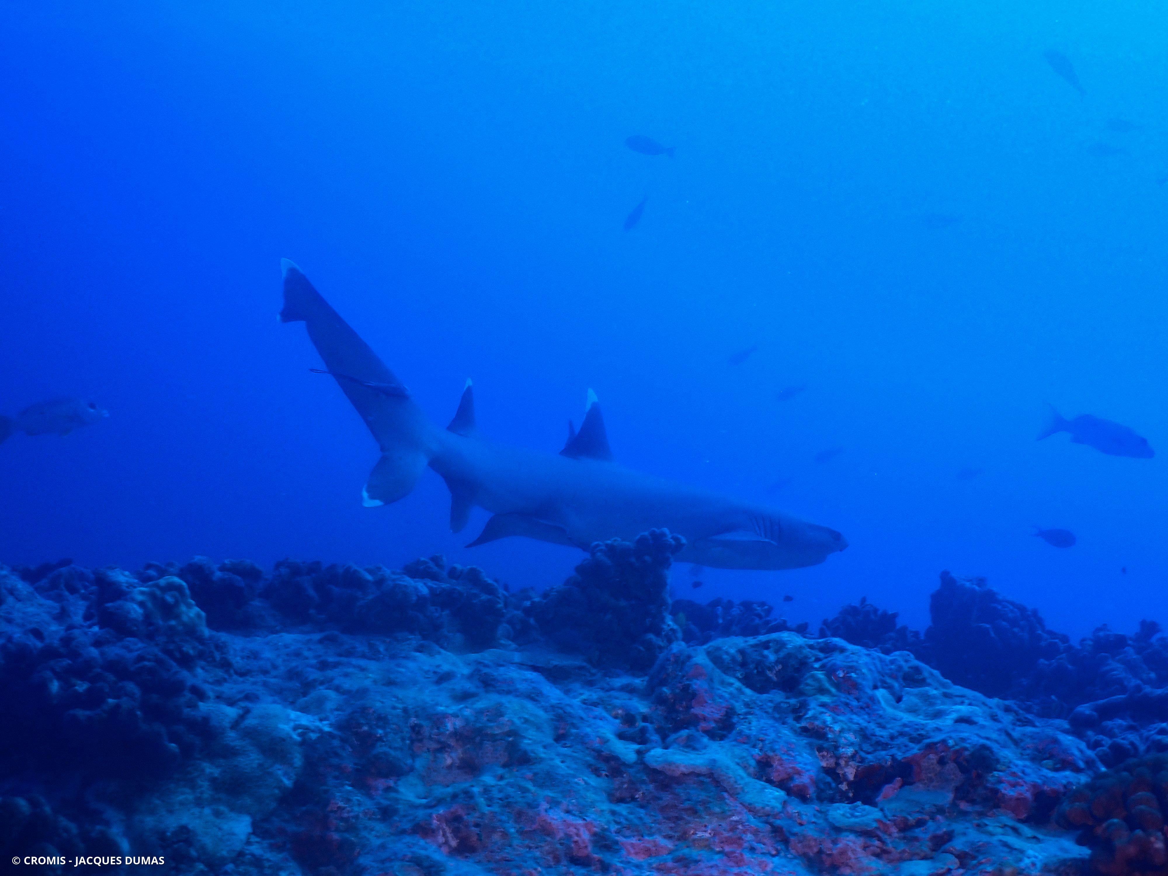 Photo 5 sur 49 : Requin corail