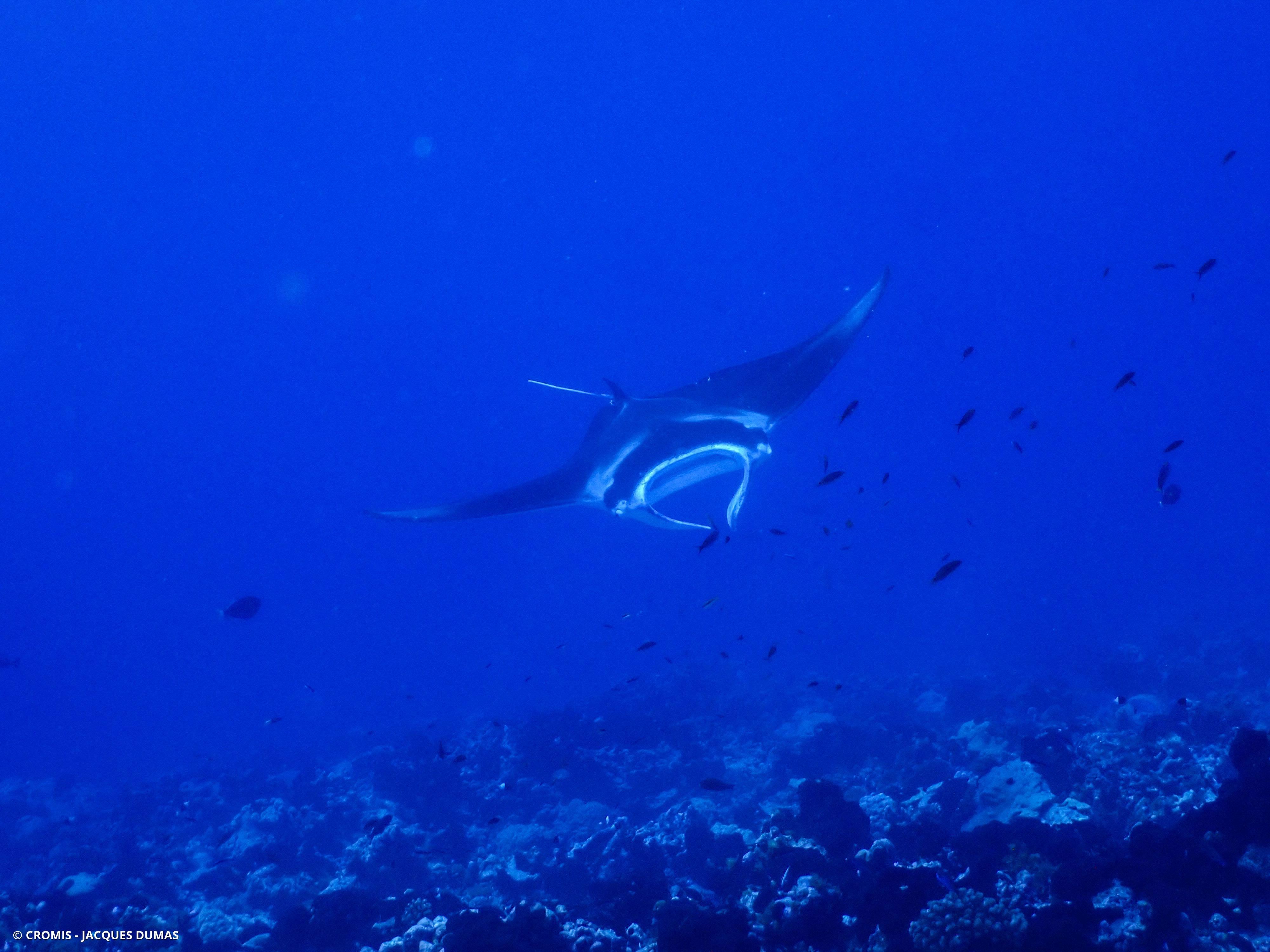 Manta des récifs