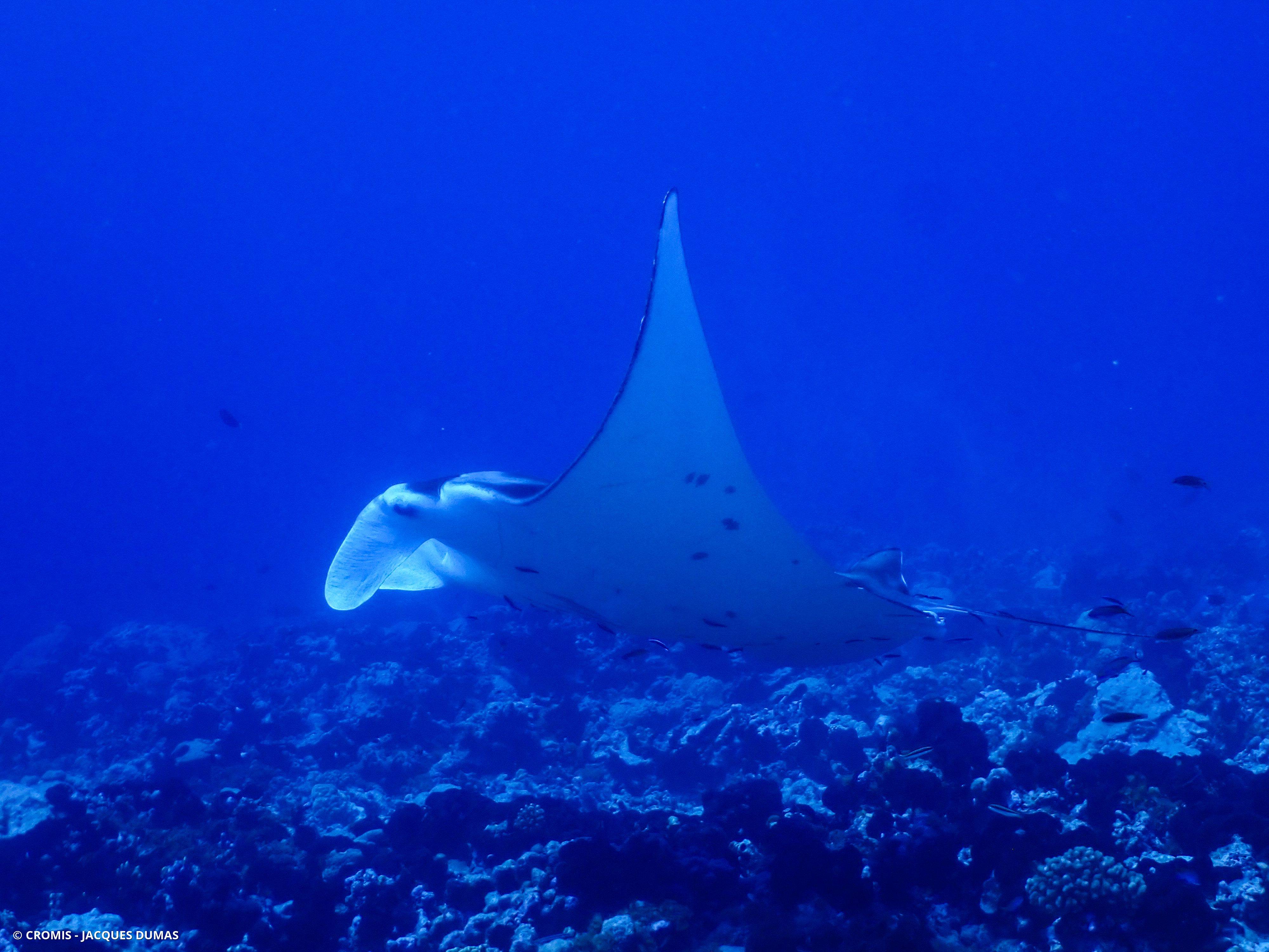Manta des récifs
