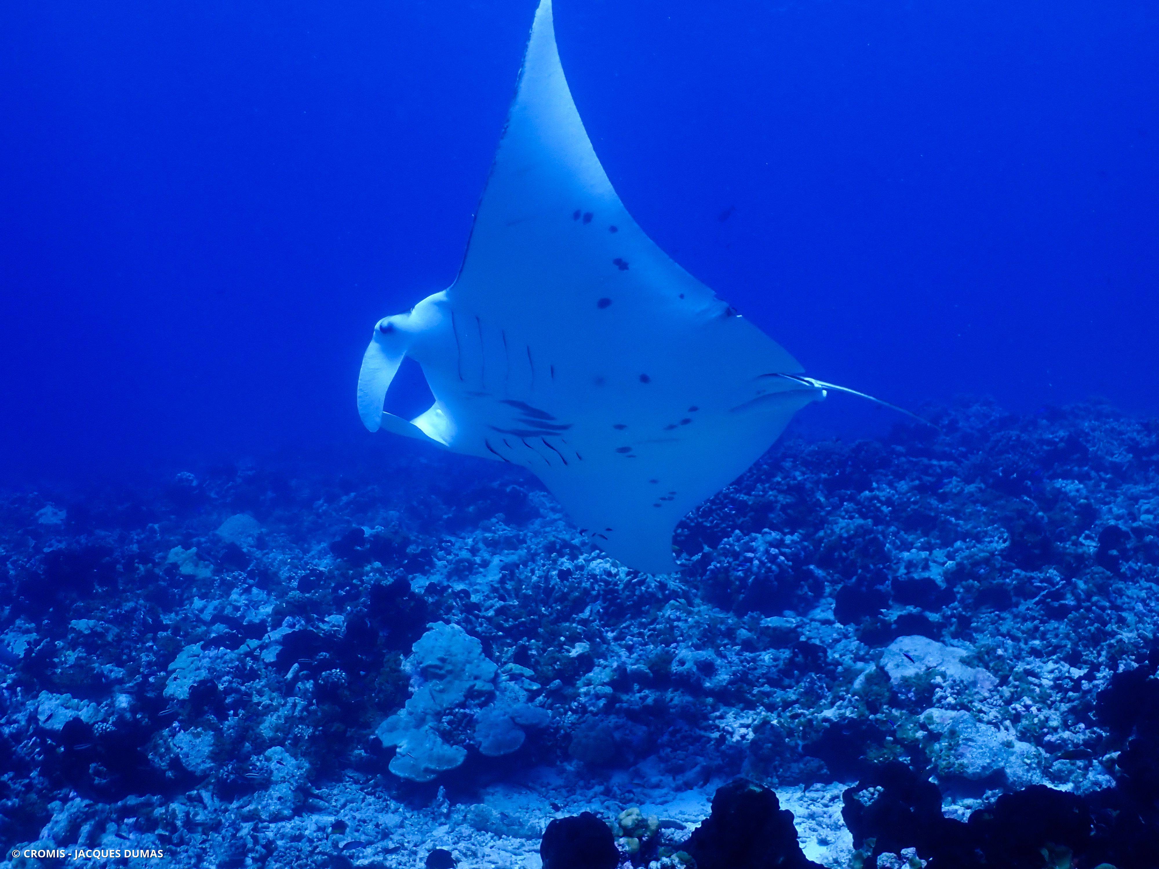 Manta des récifs