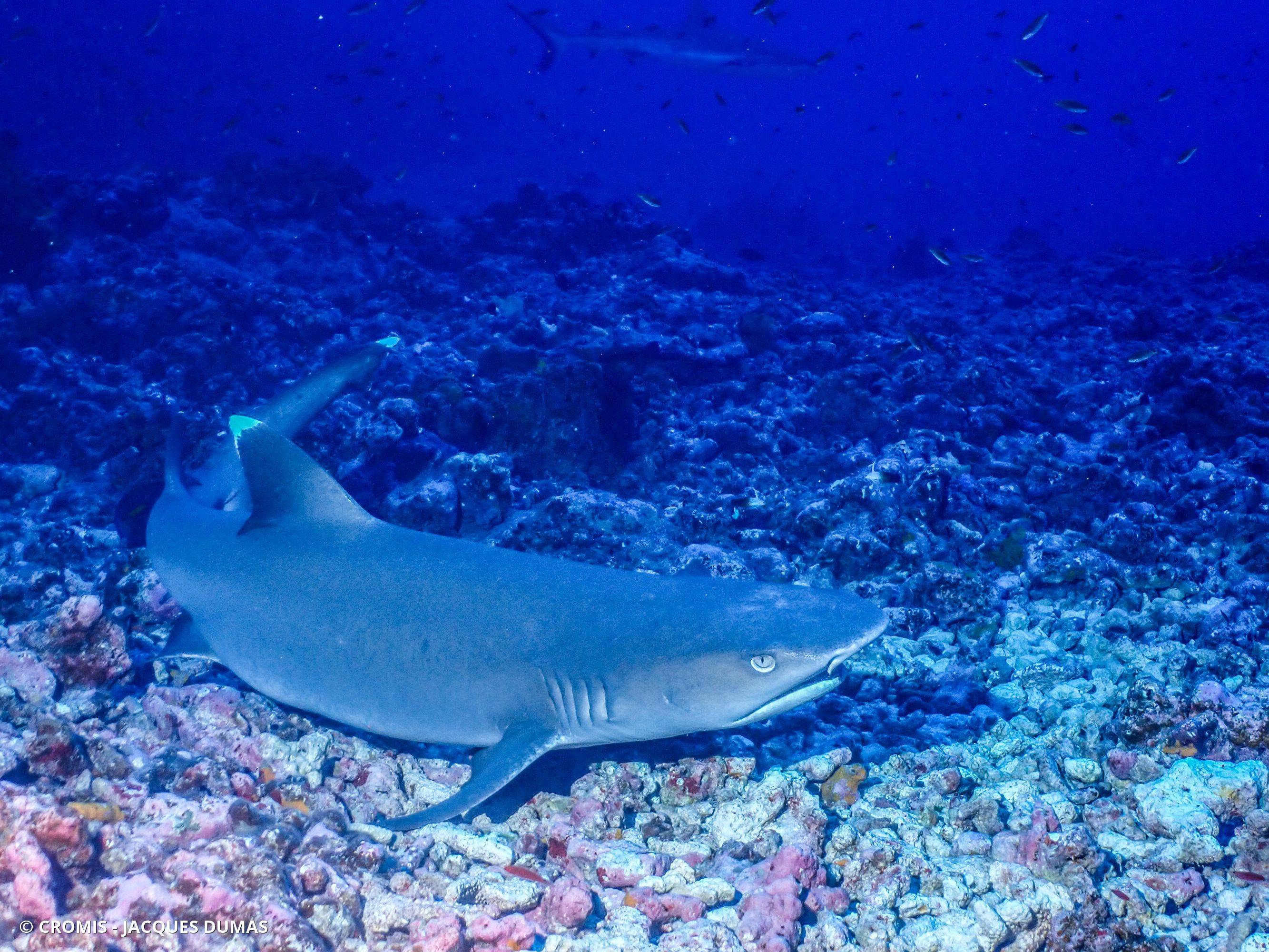 Requin corail