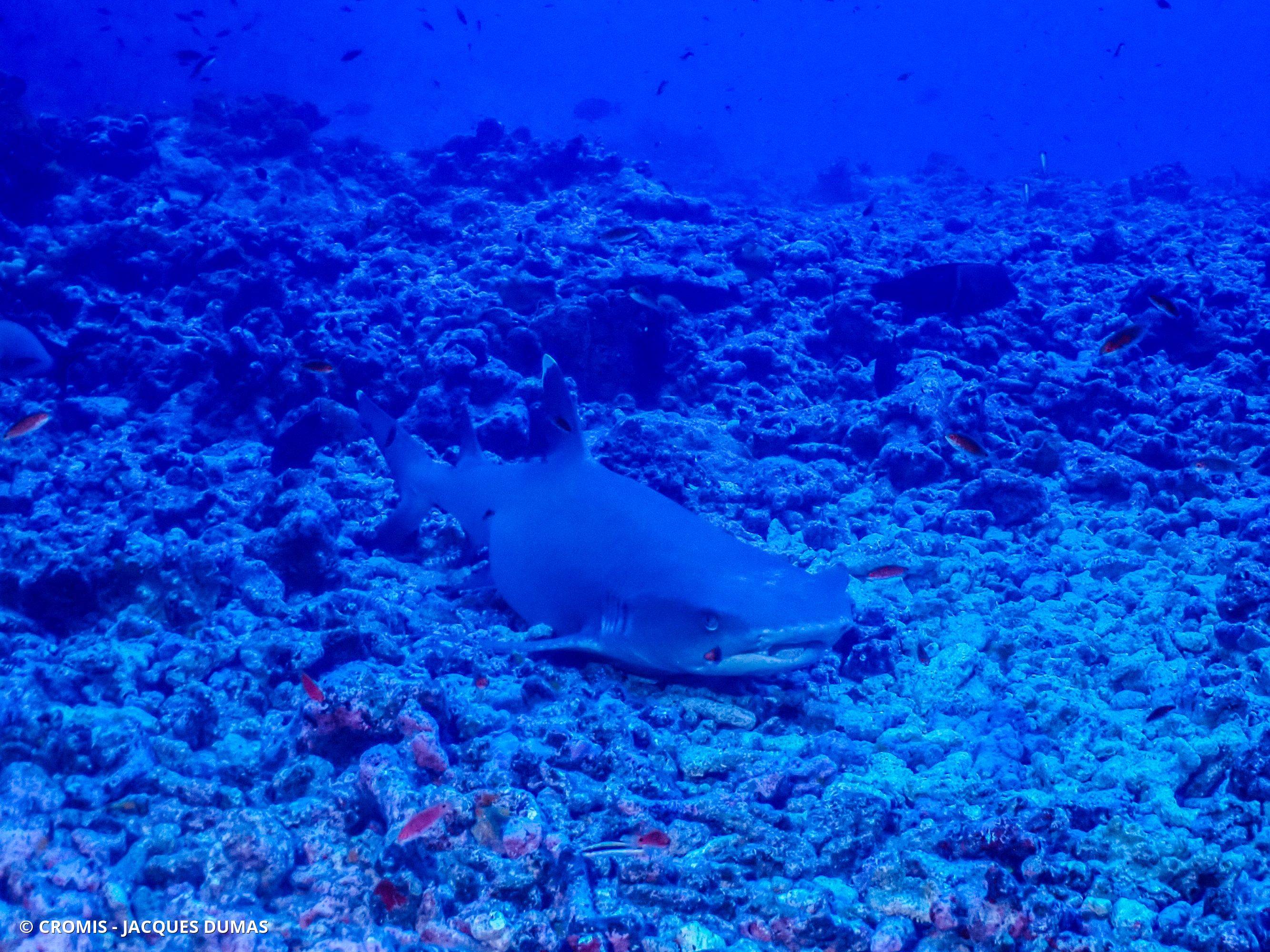 Requin corail