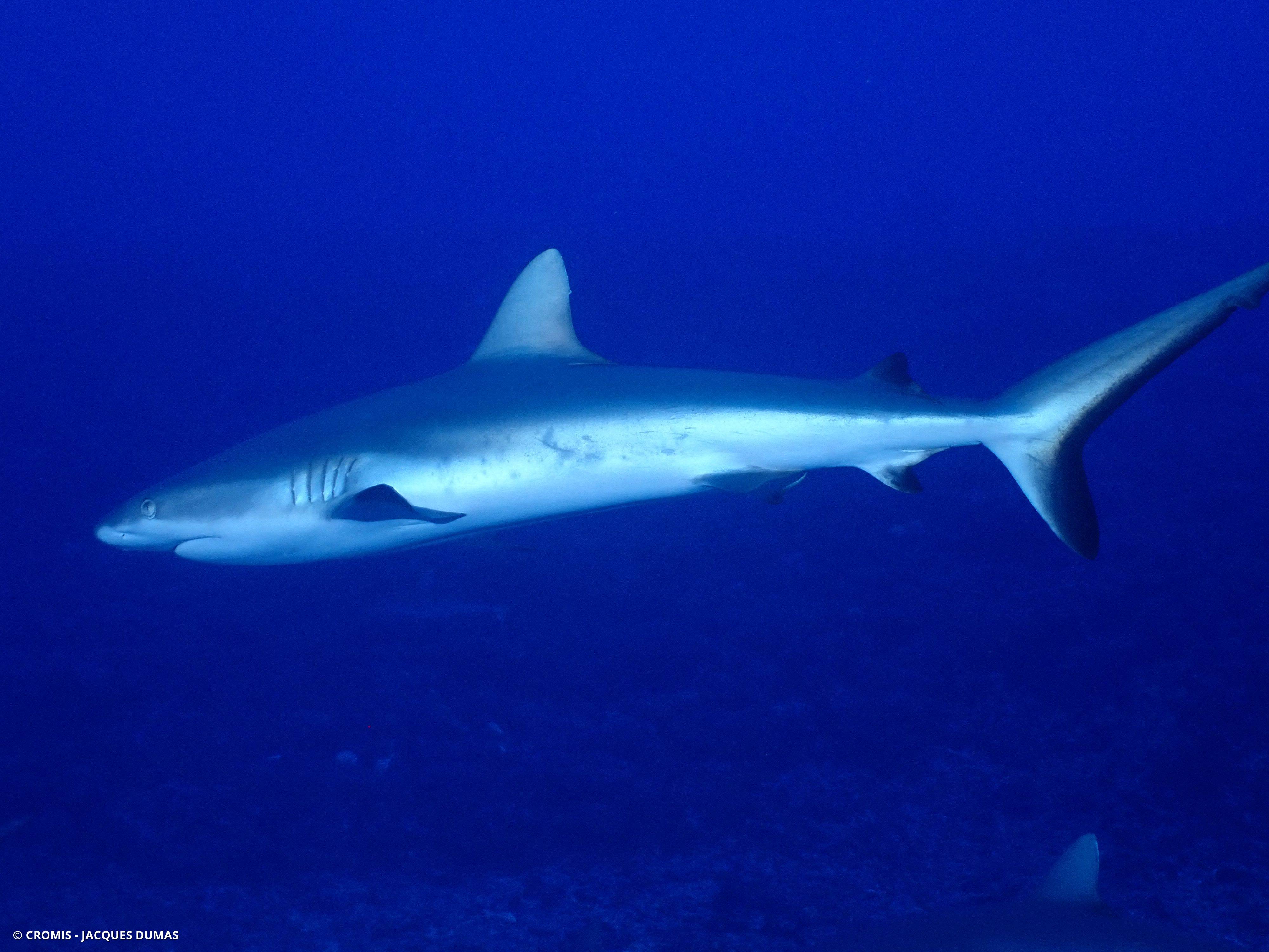 Requin gris de récif