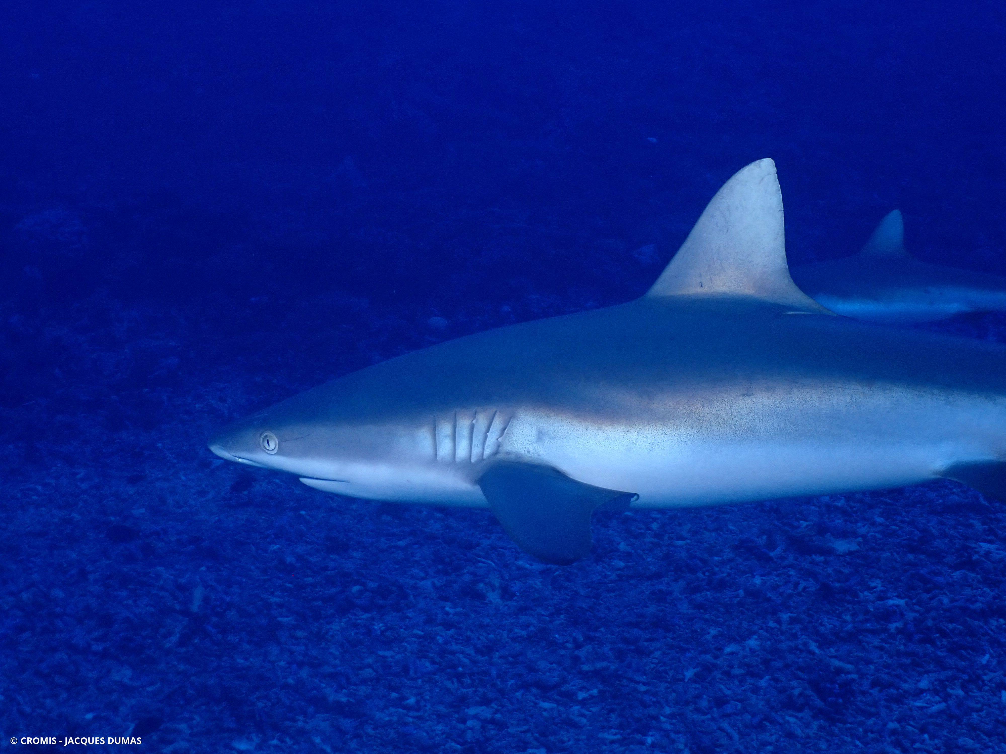 Requin gris de récif