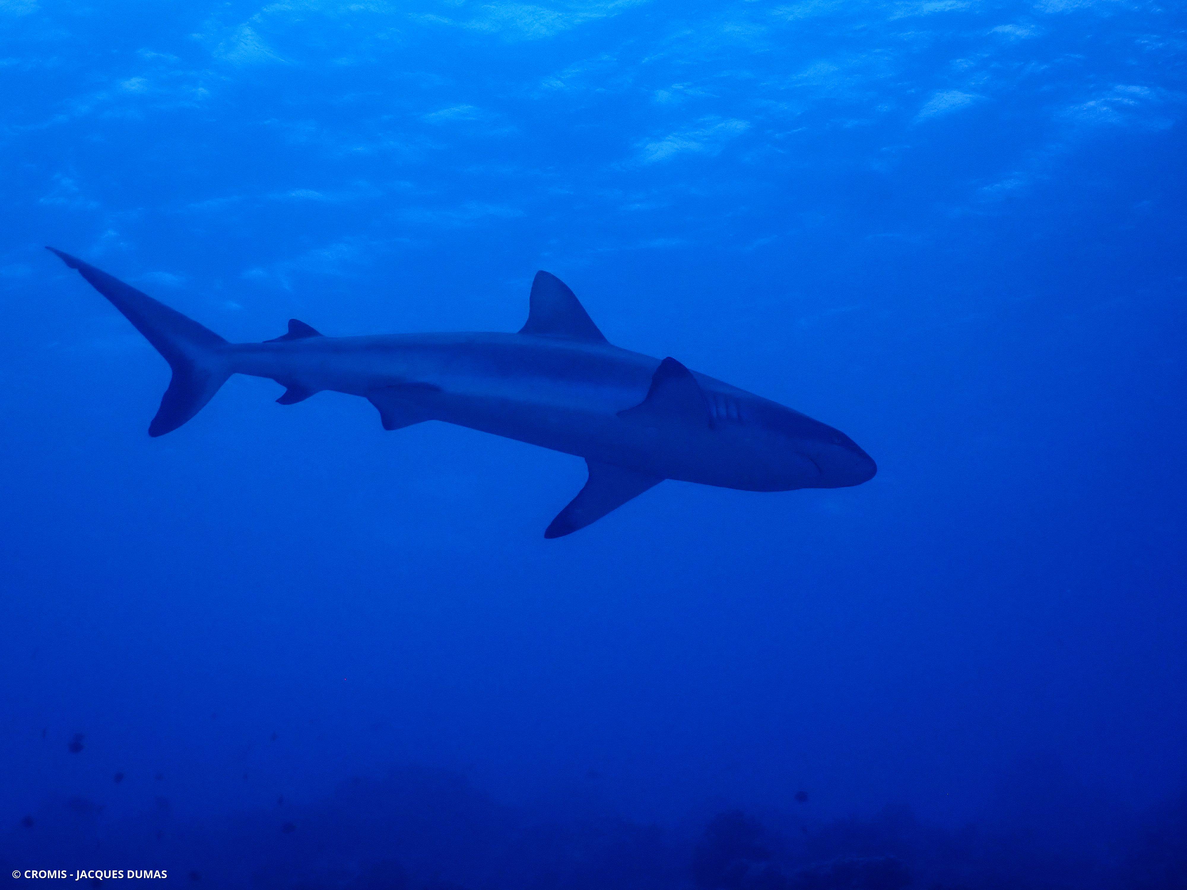 Requin gris de récif