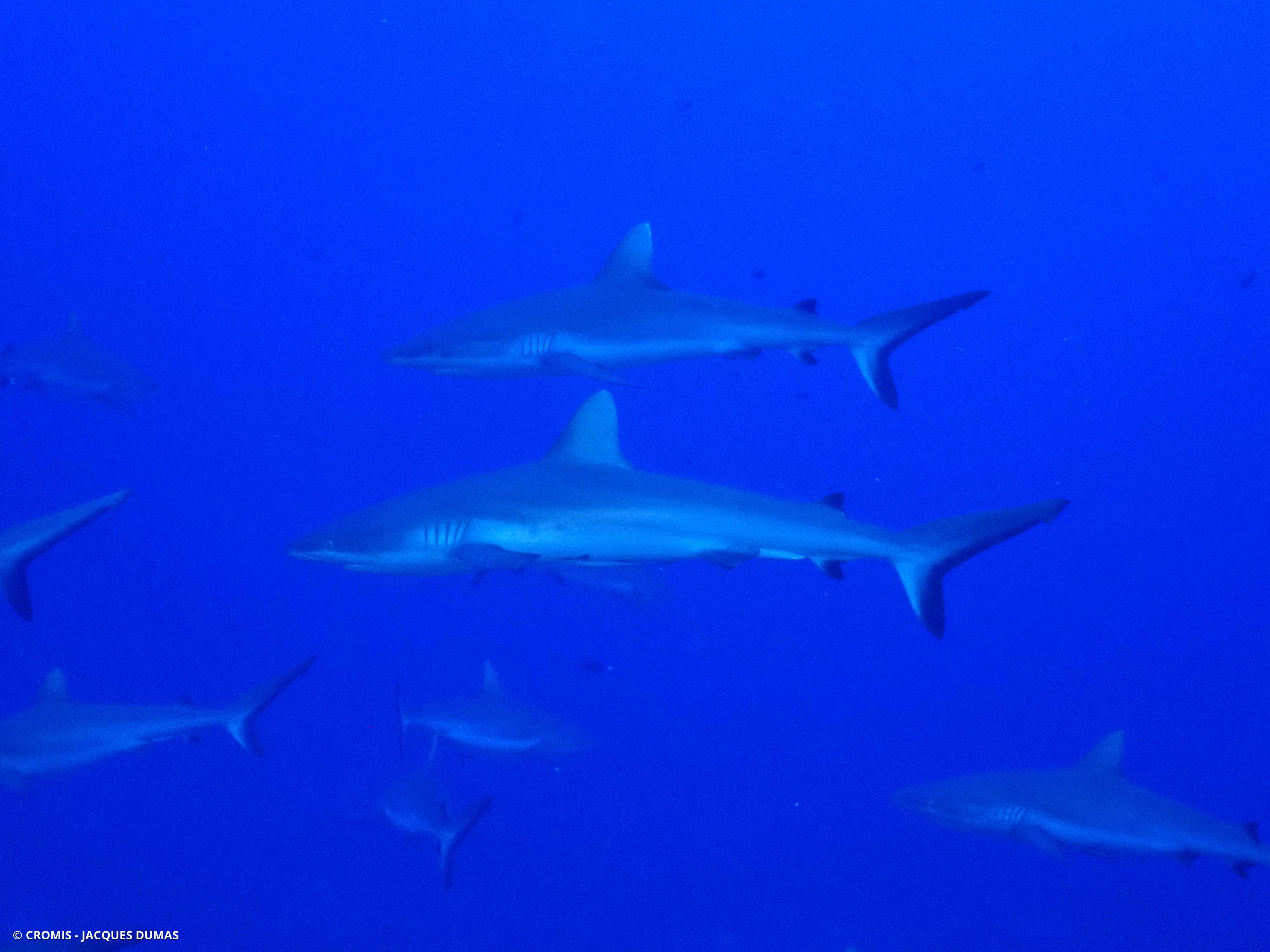 Requin gris de récif