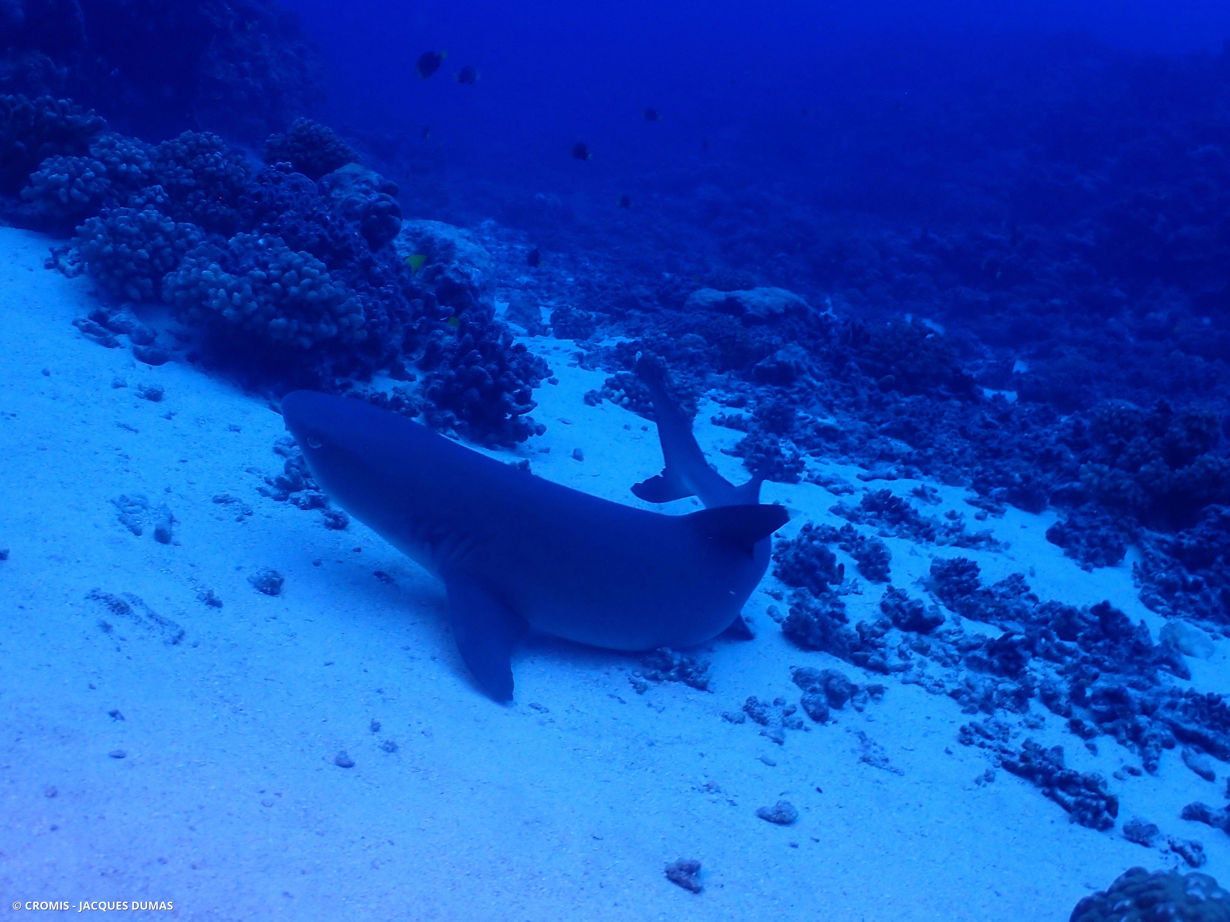 Requin corail