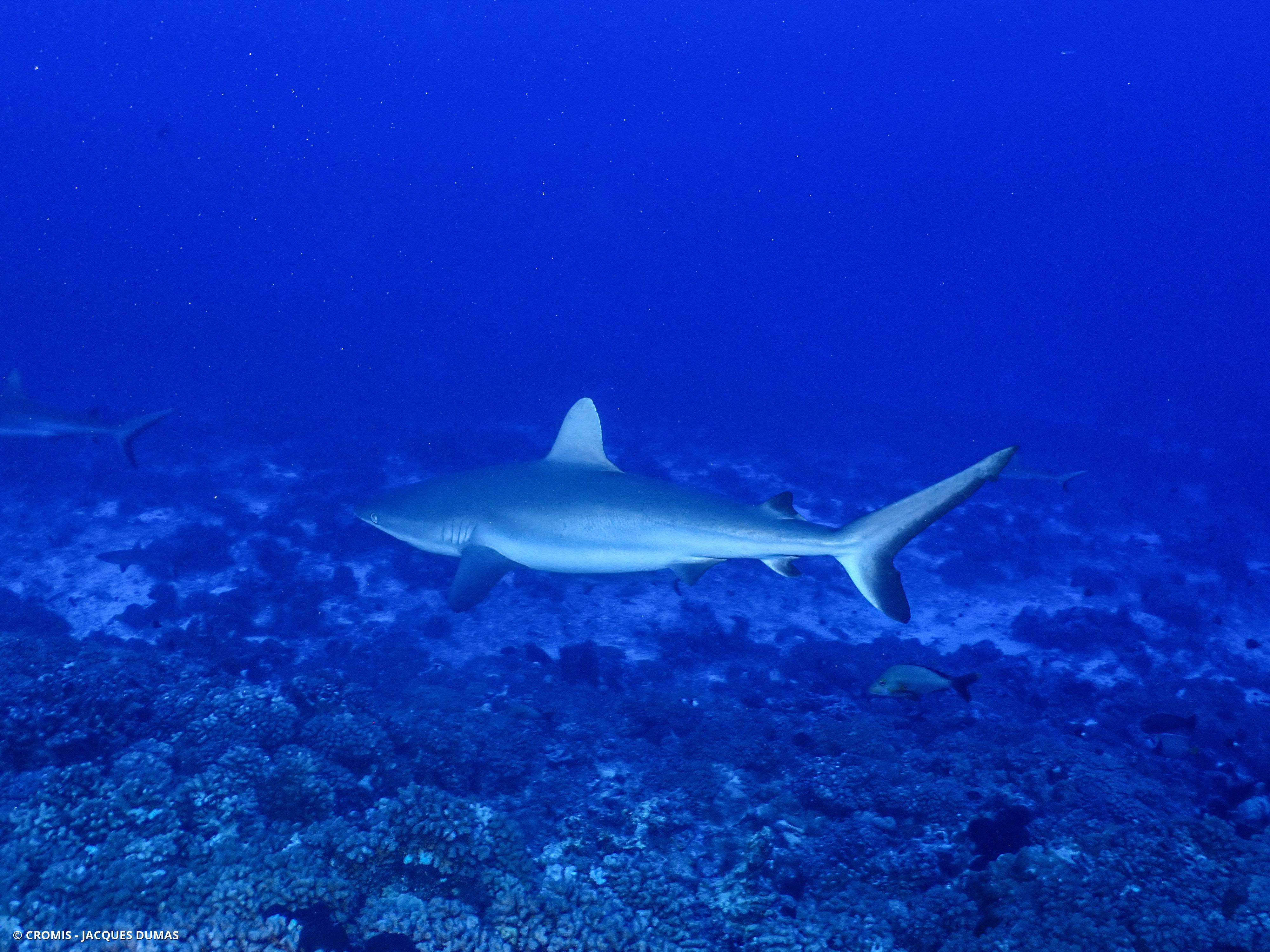 Requin gris de récif