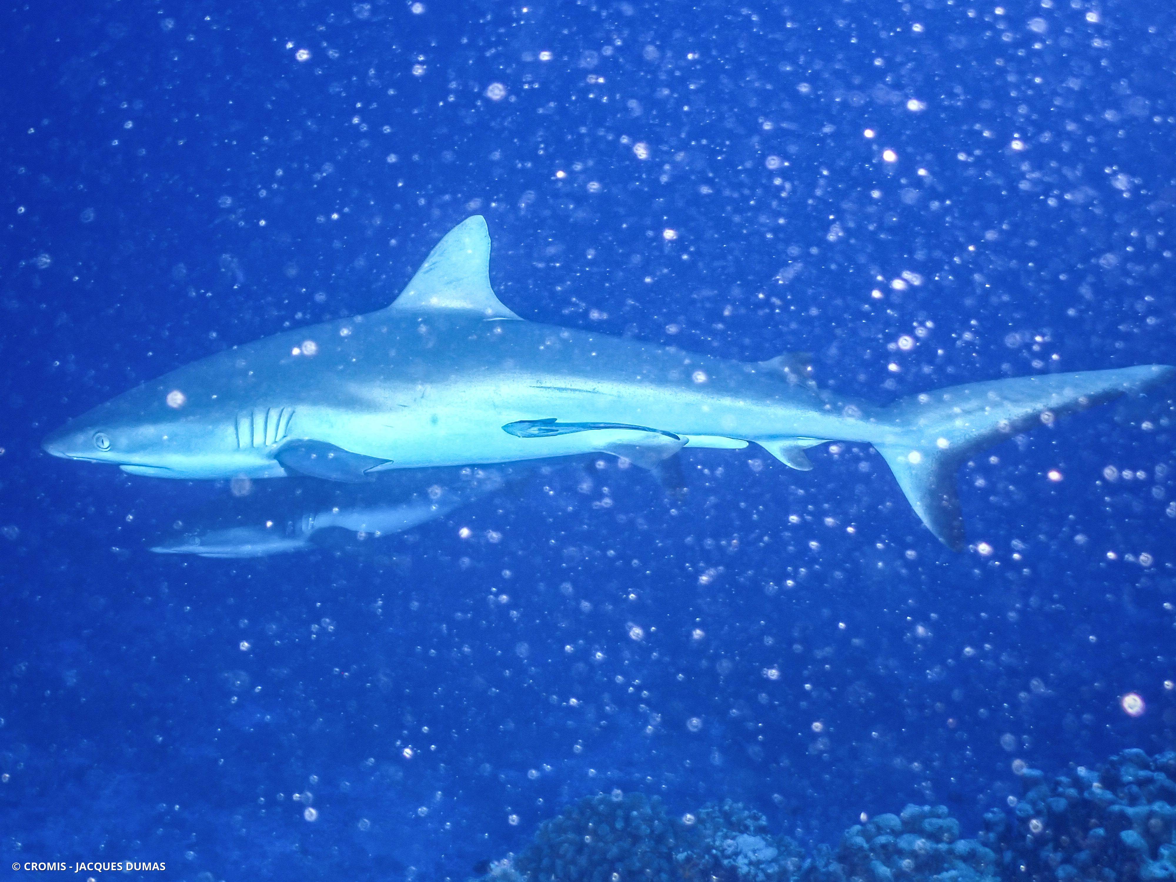 Requin gris de récif