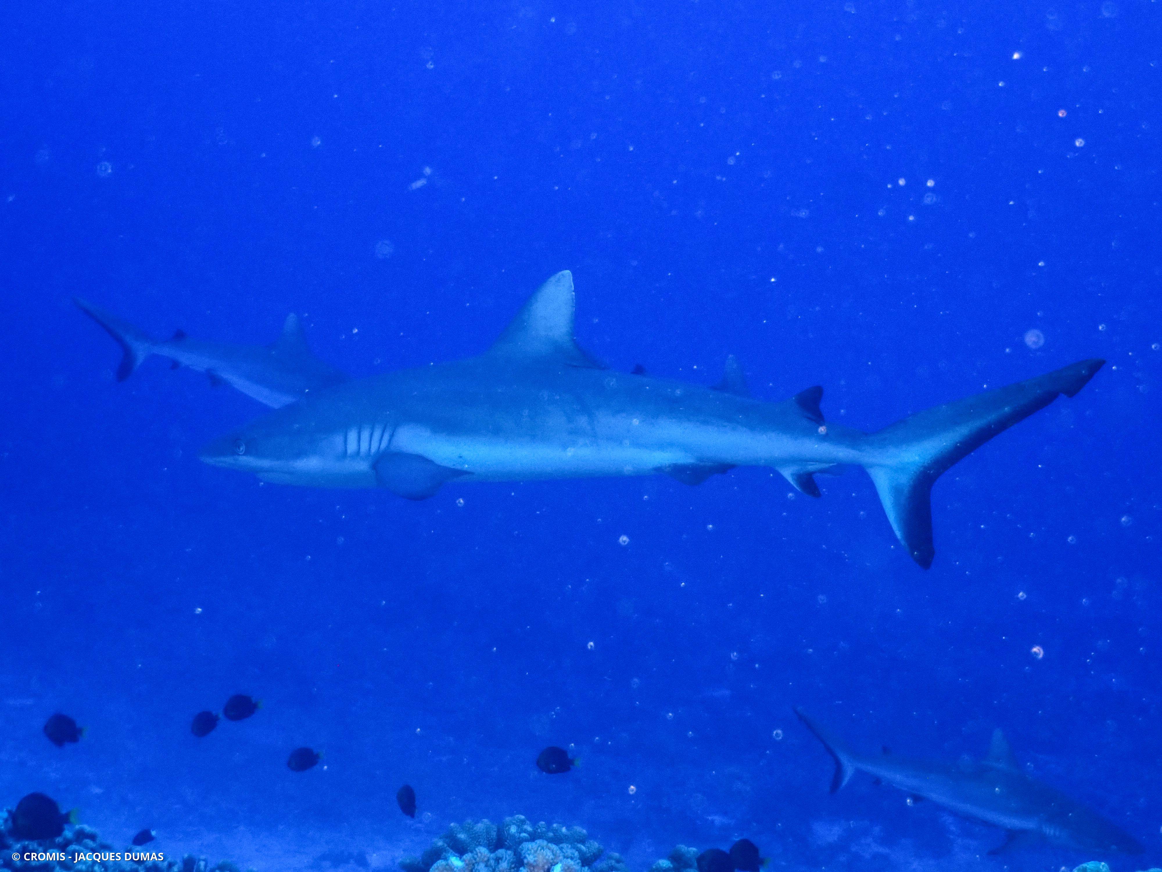 Requin gris de récif