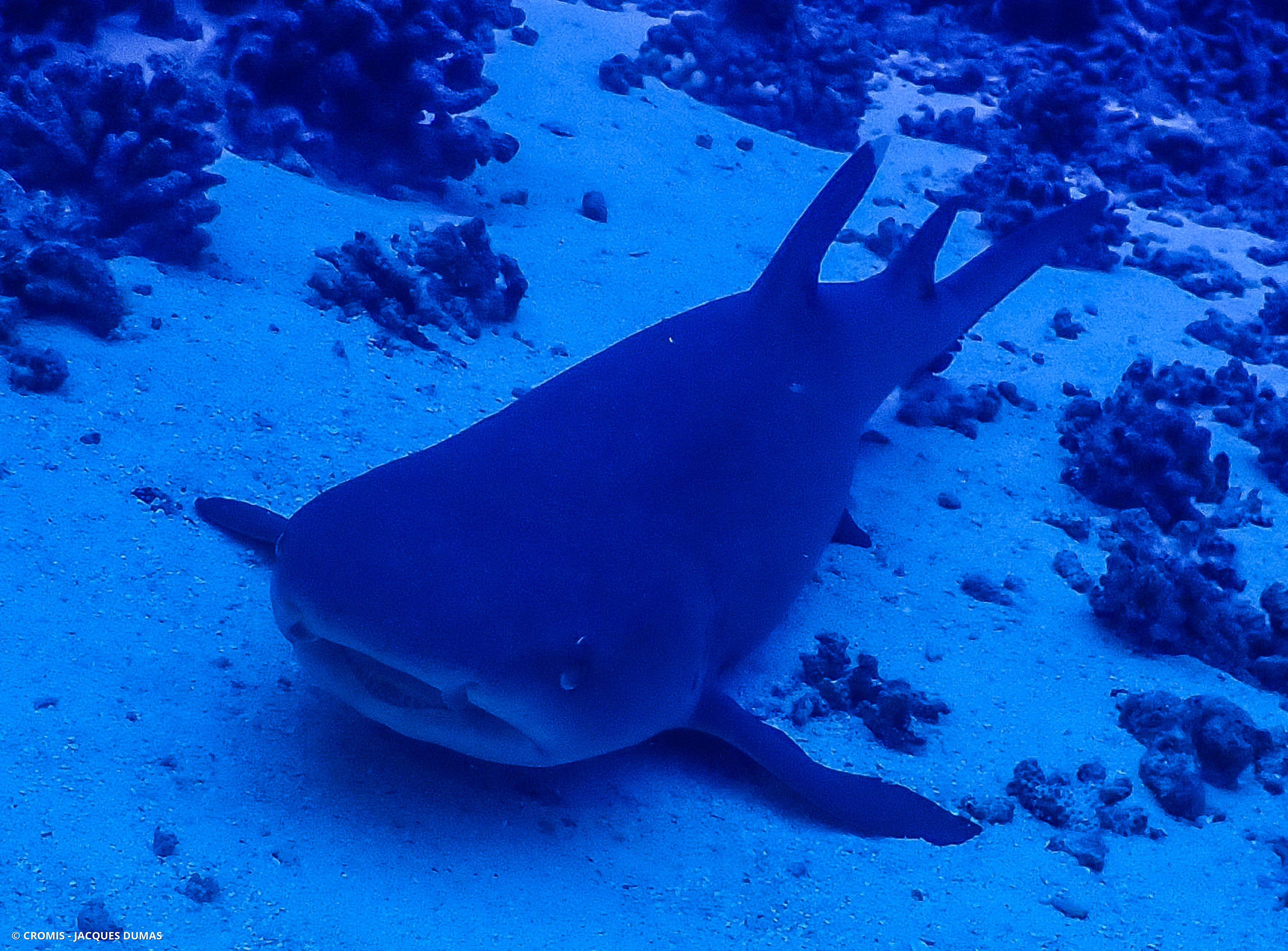 Requin corail