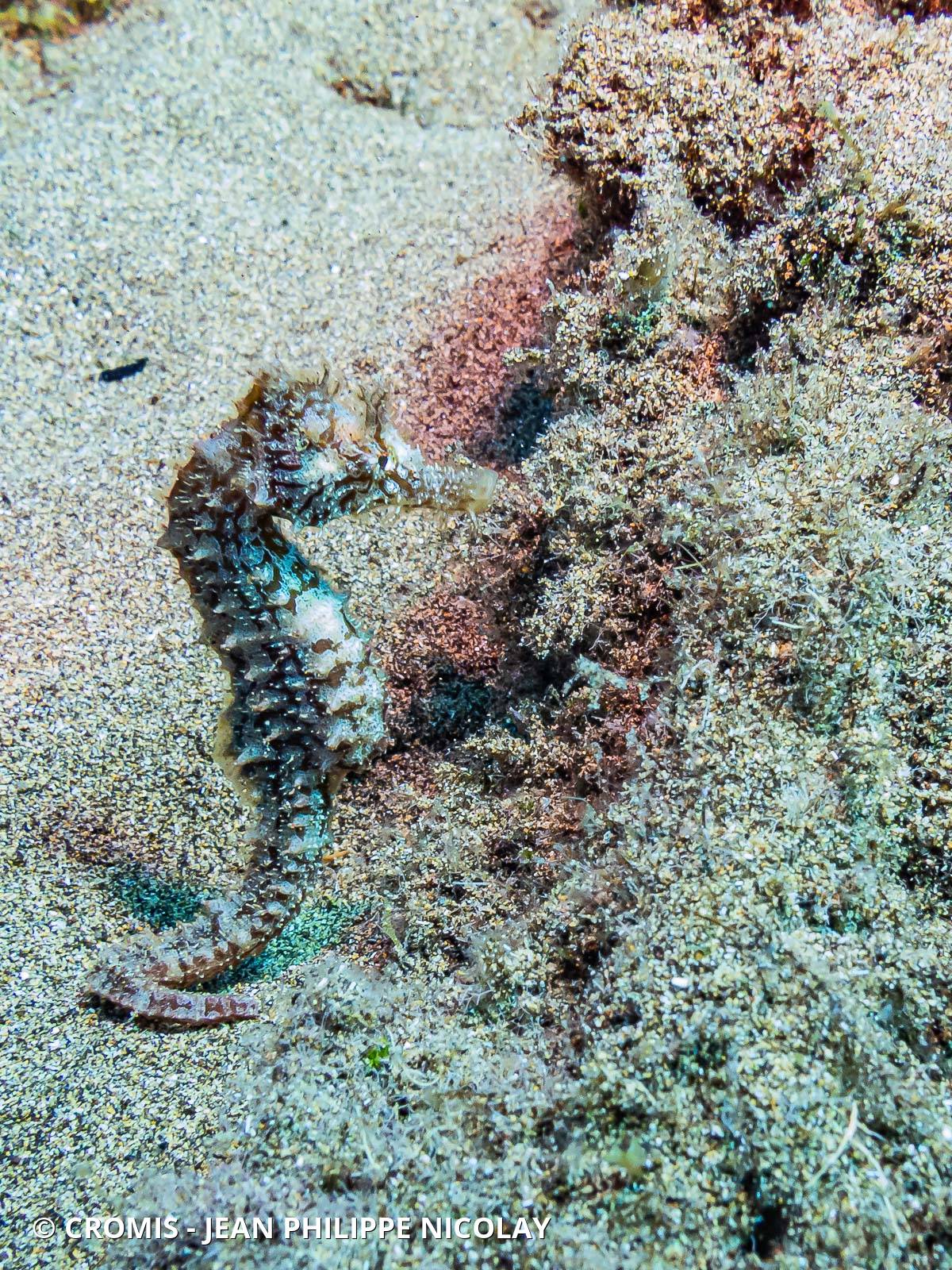 Photo 11 sur 47 : Hippocampe moucheté