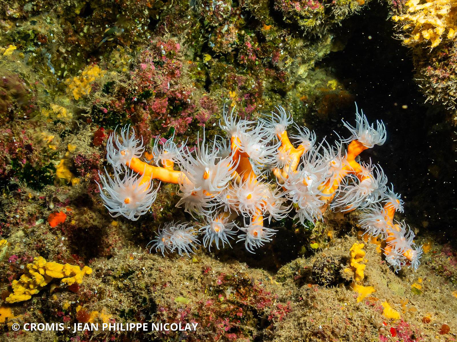 Corail arborescent orange