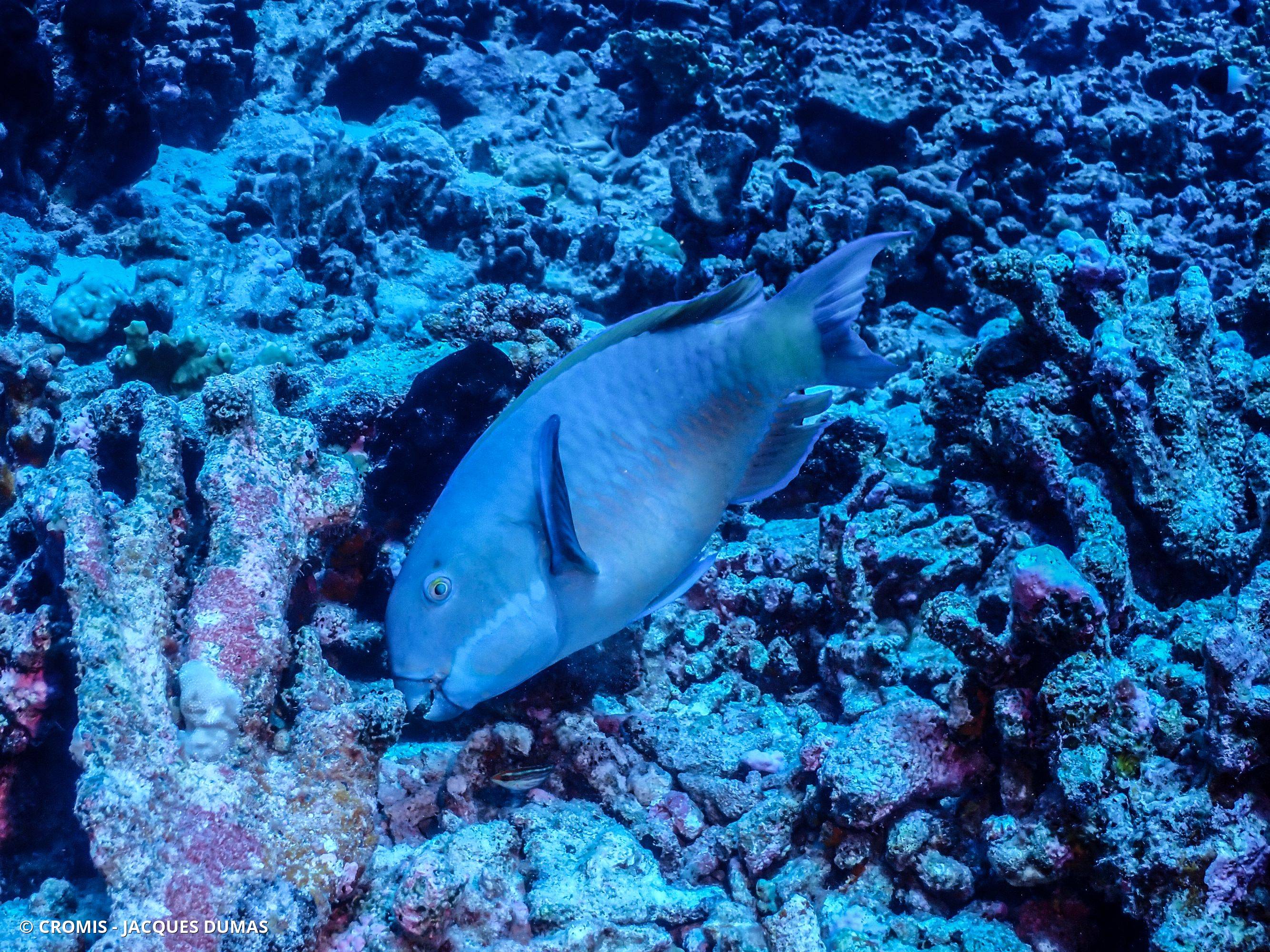 Perroquet bleu