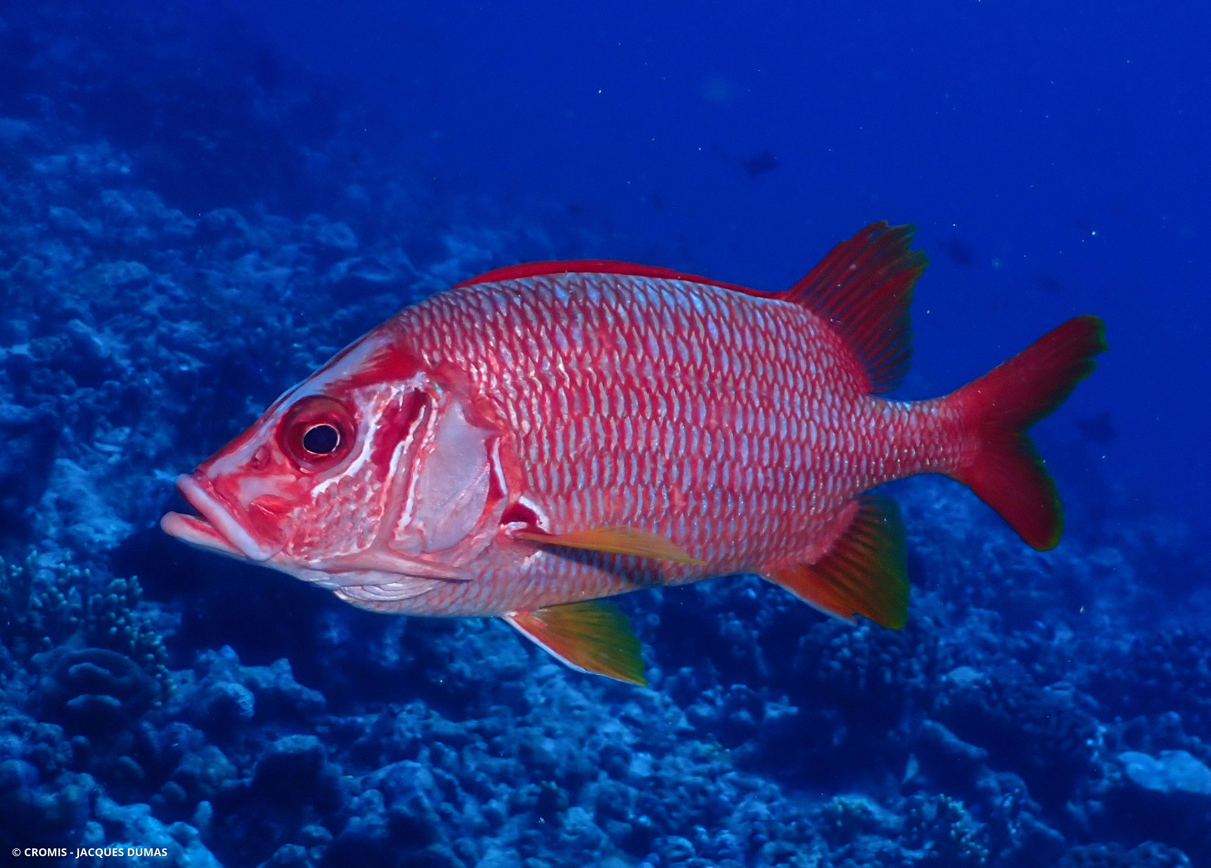 Poisson-écureuil géant