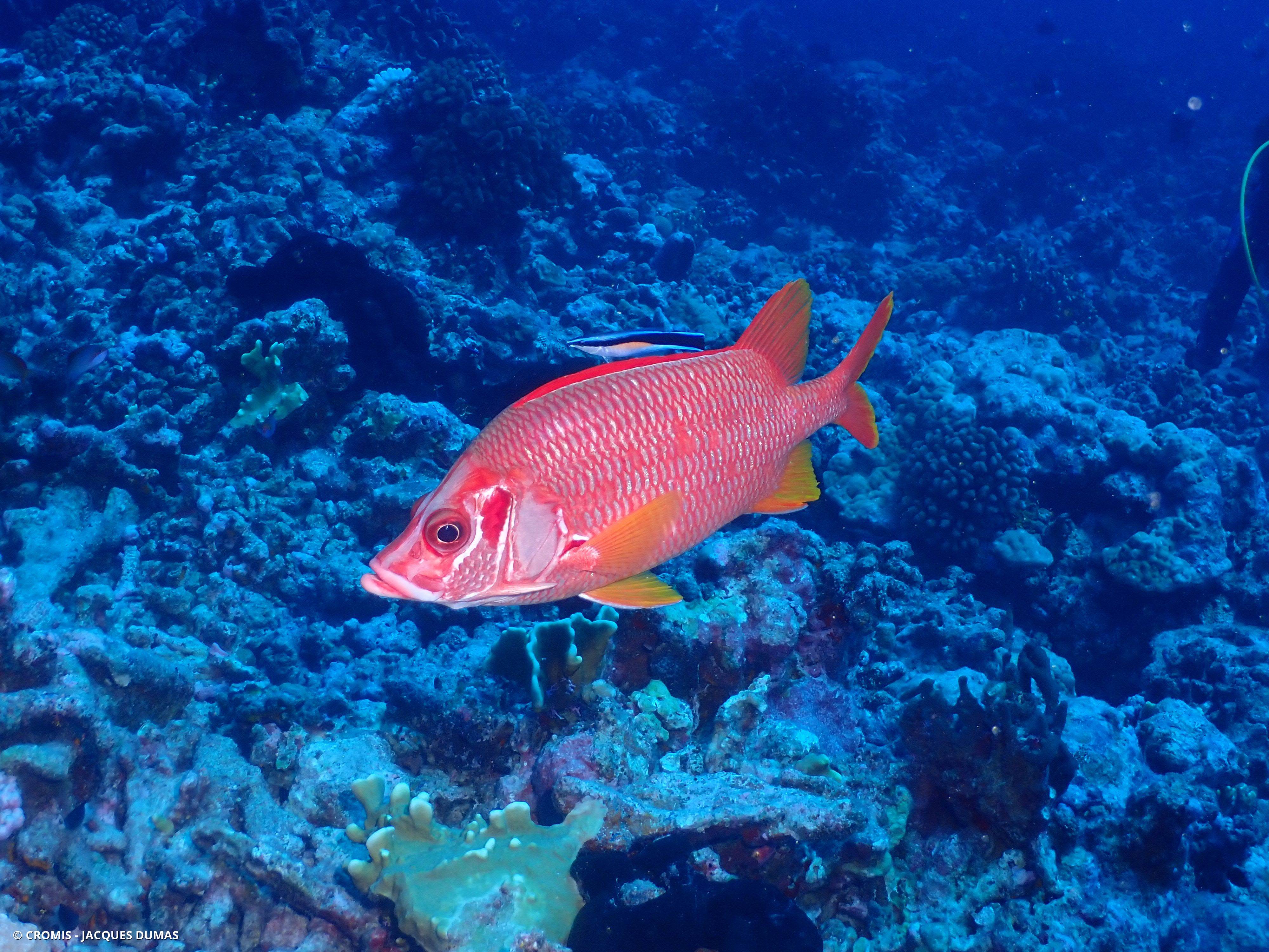 Poisson-écureuil géant