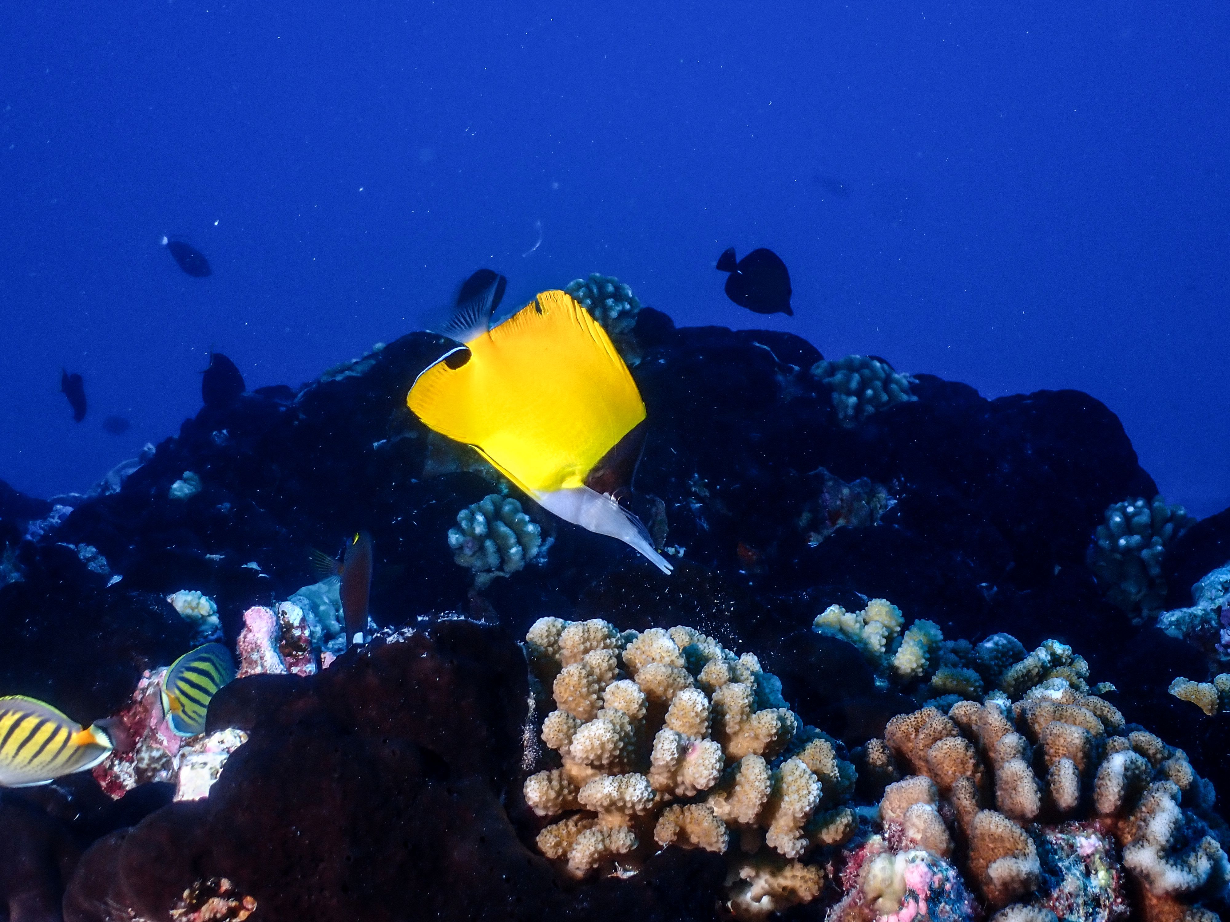 Poisson-pincette à très long nez