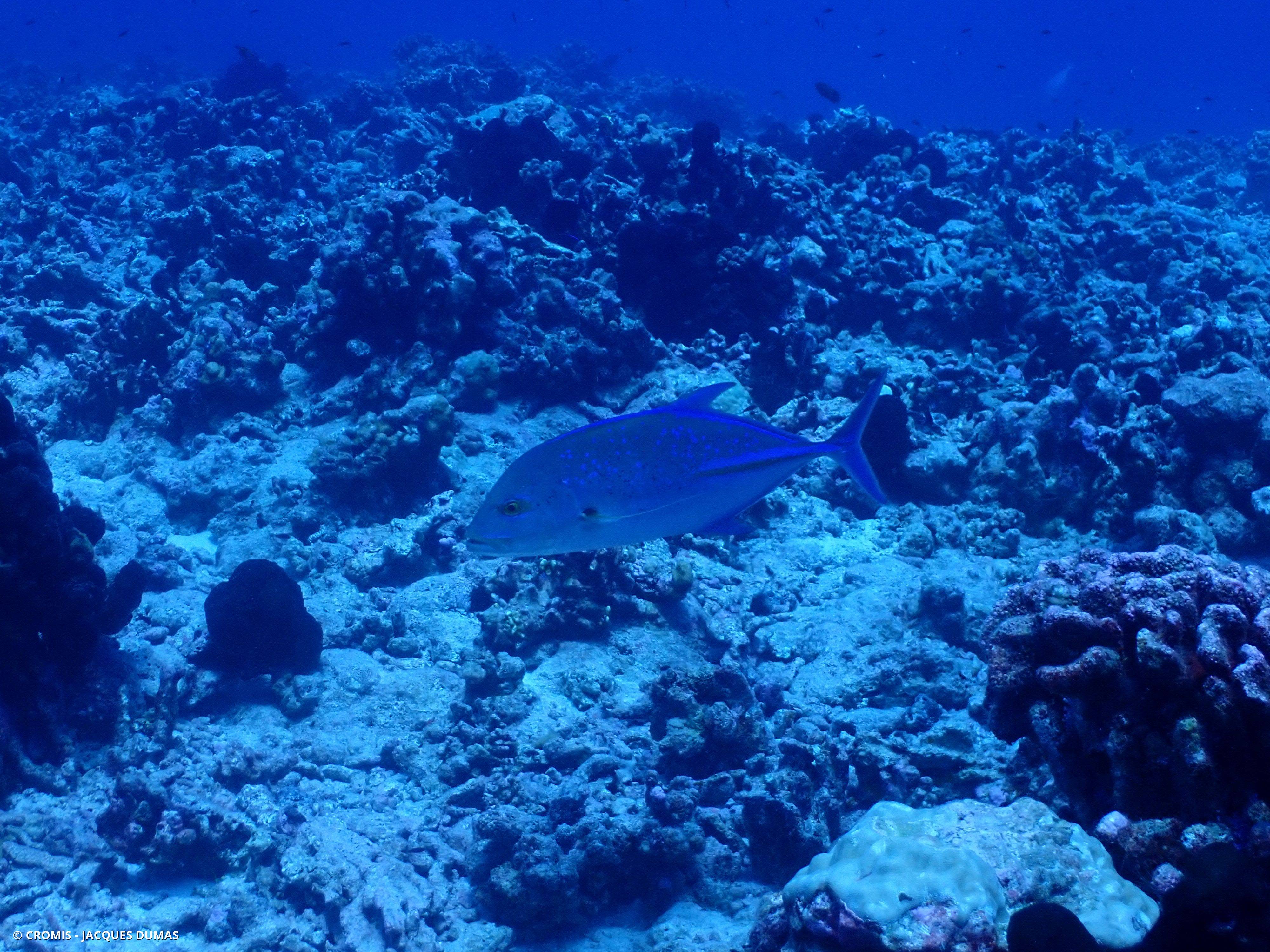 Carangue bleue