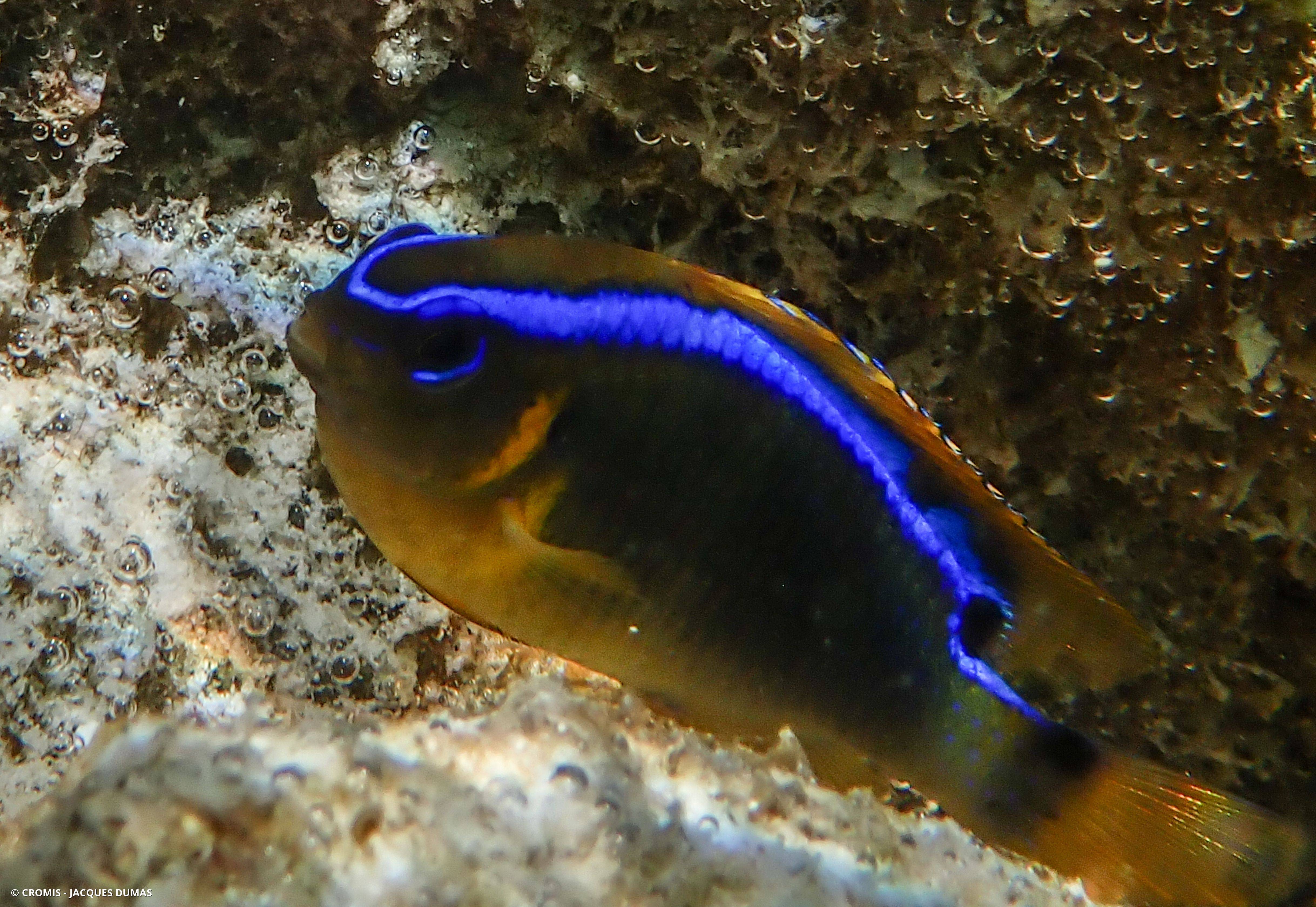 Demoiselle à une tache