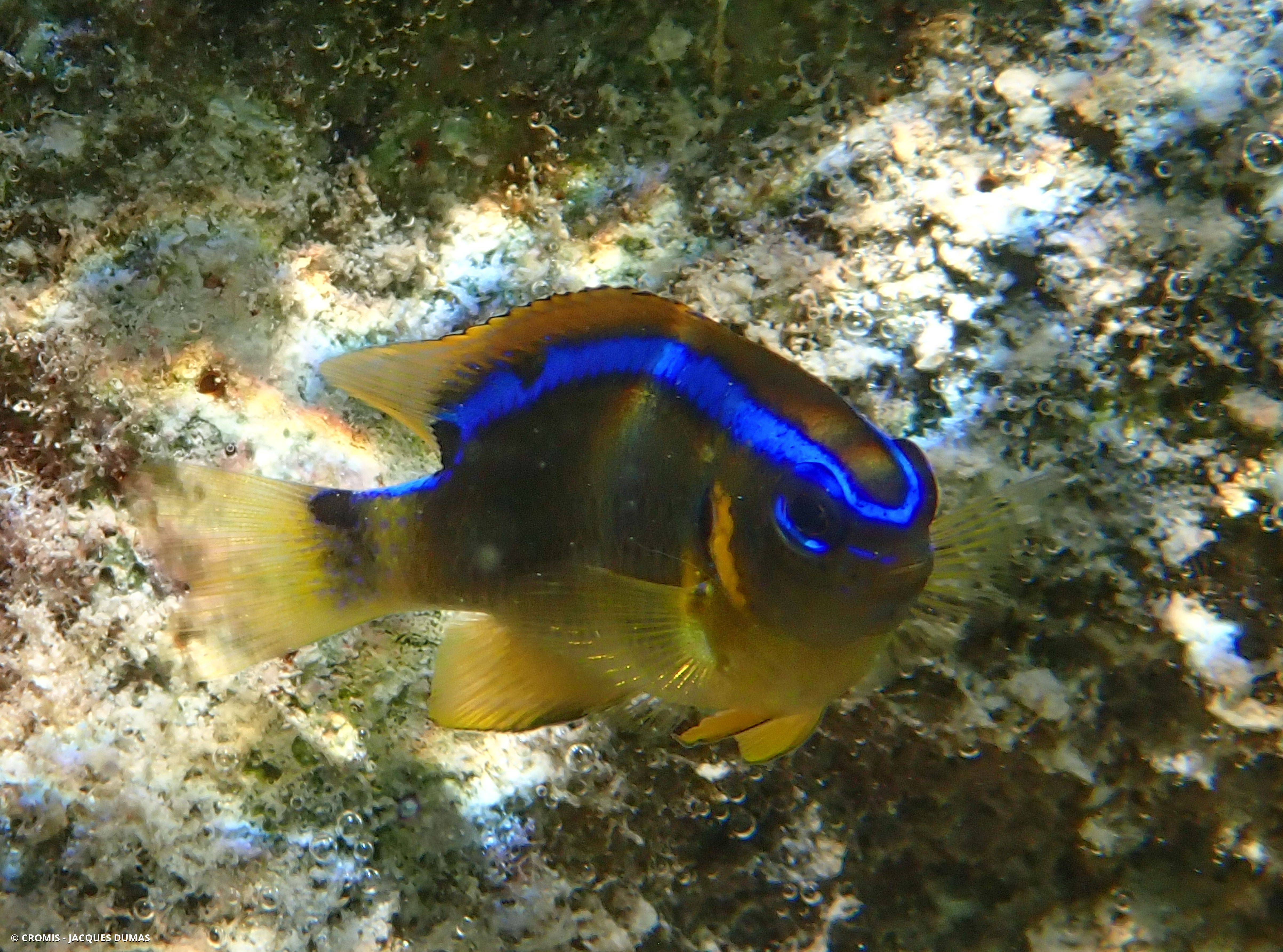 Demoiselle à une tache