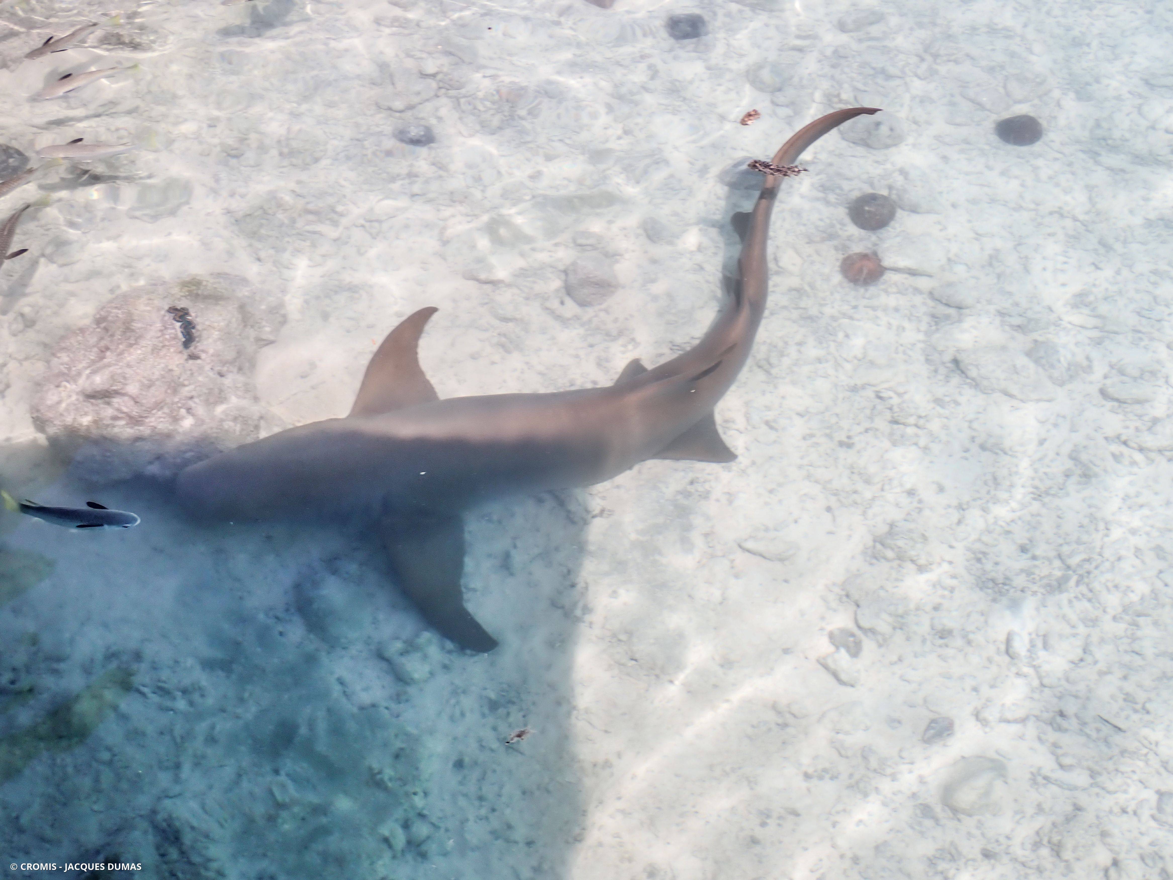 Requin nourrice fauve
