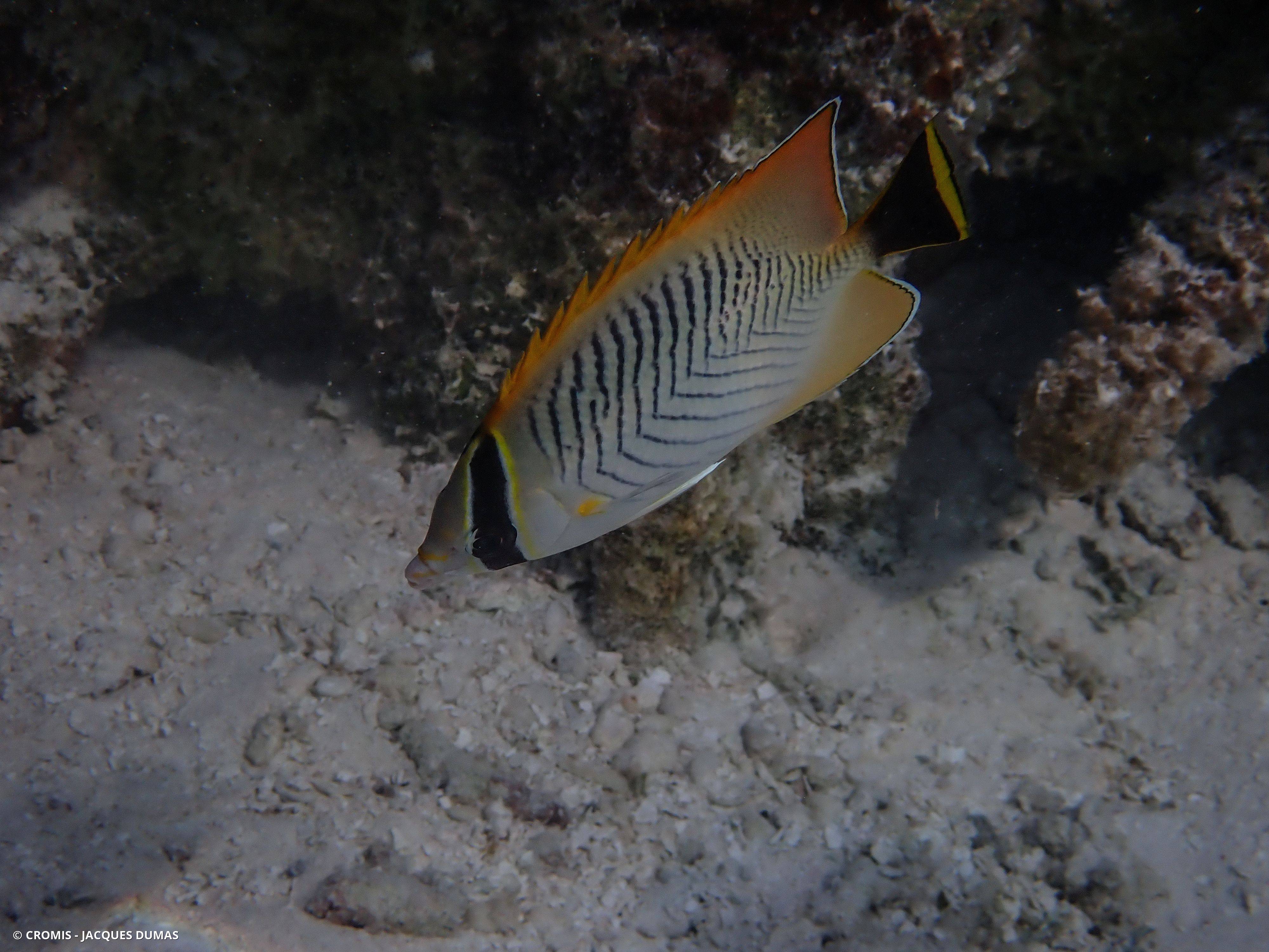 Poisson-papillon à chevrons