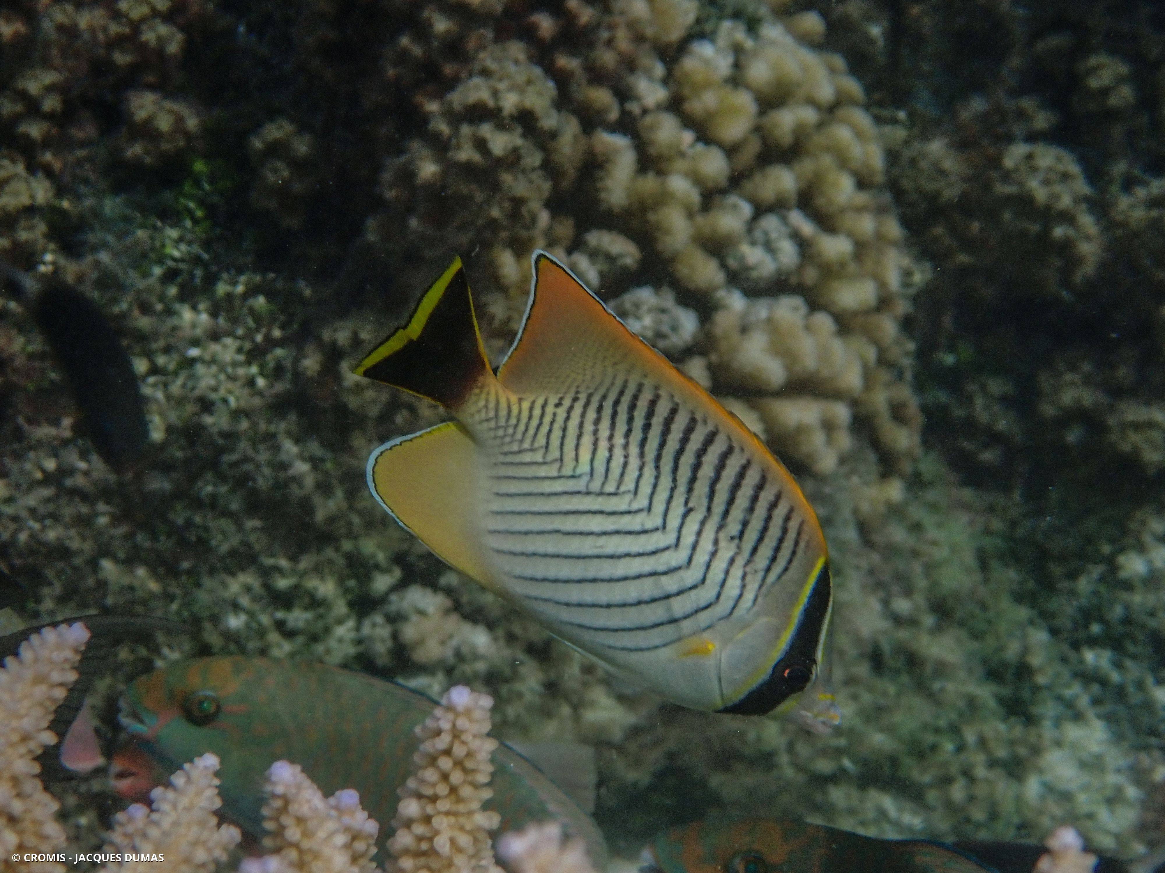 Poisson-papillon à chevrons