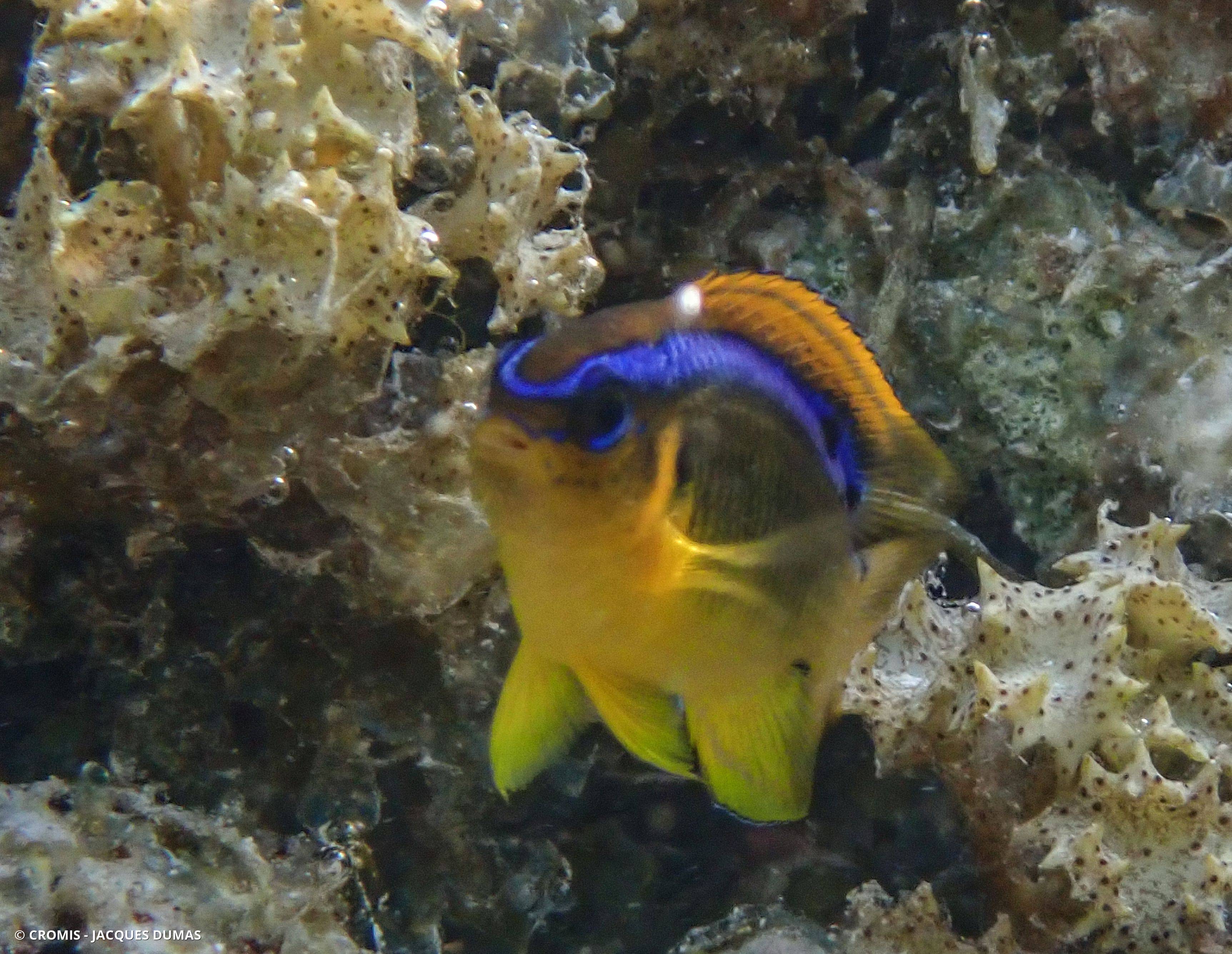Demoiselle à une tache