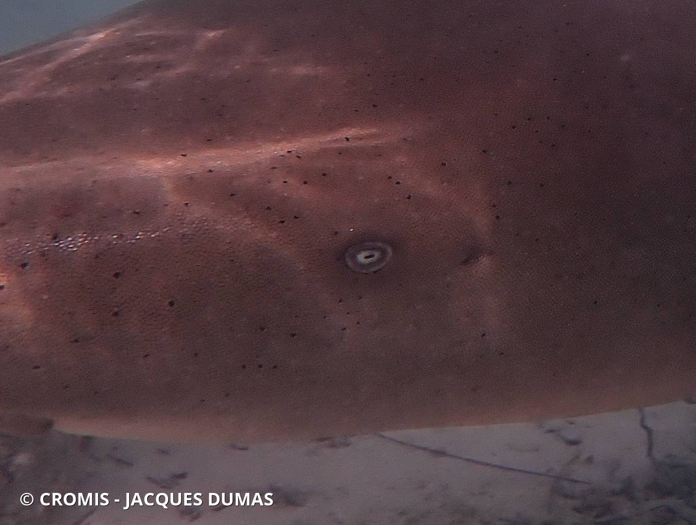 Requin nourrice fauve