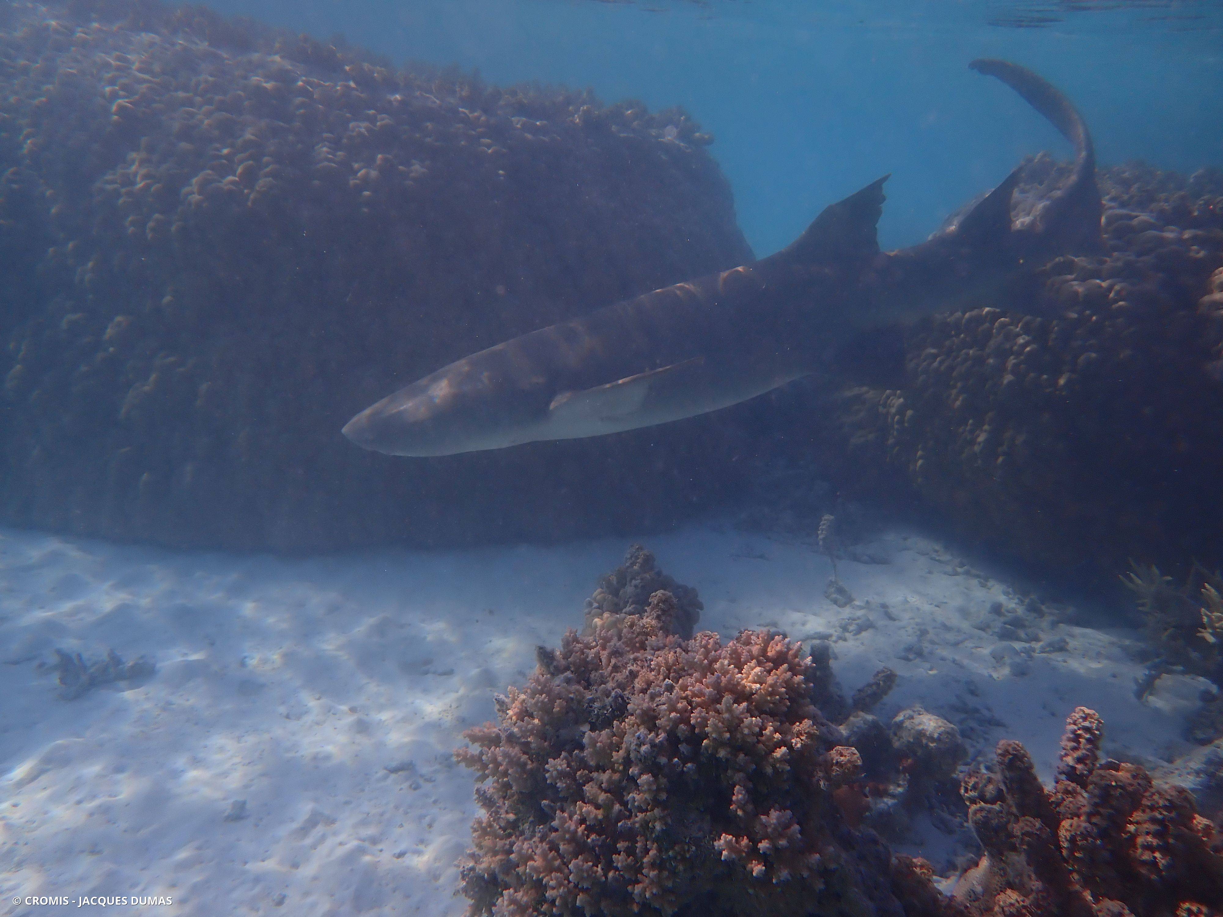 Requin nourrice fauve