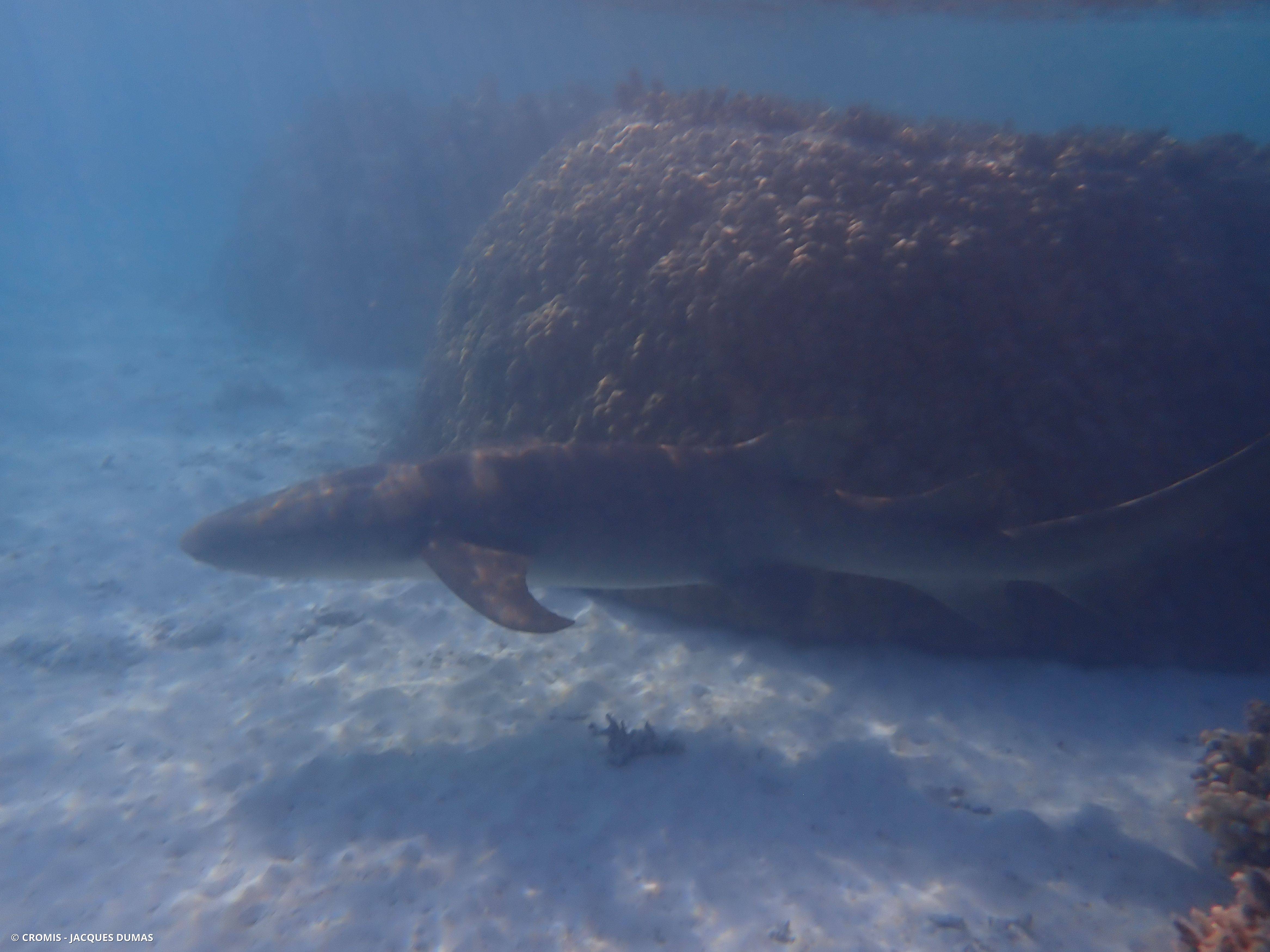 Requin nourrice fauve