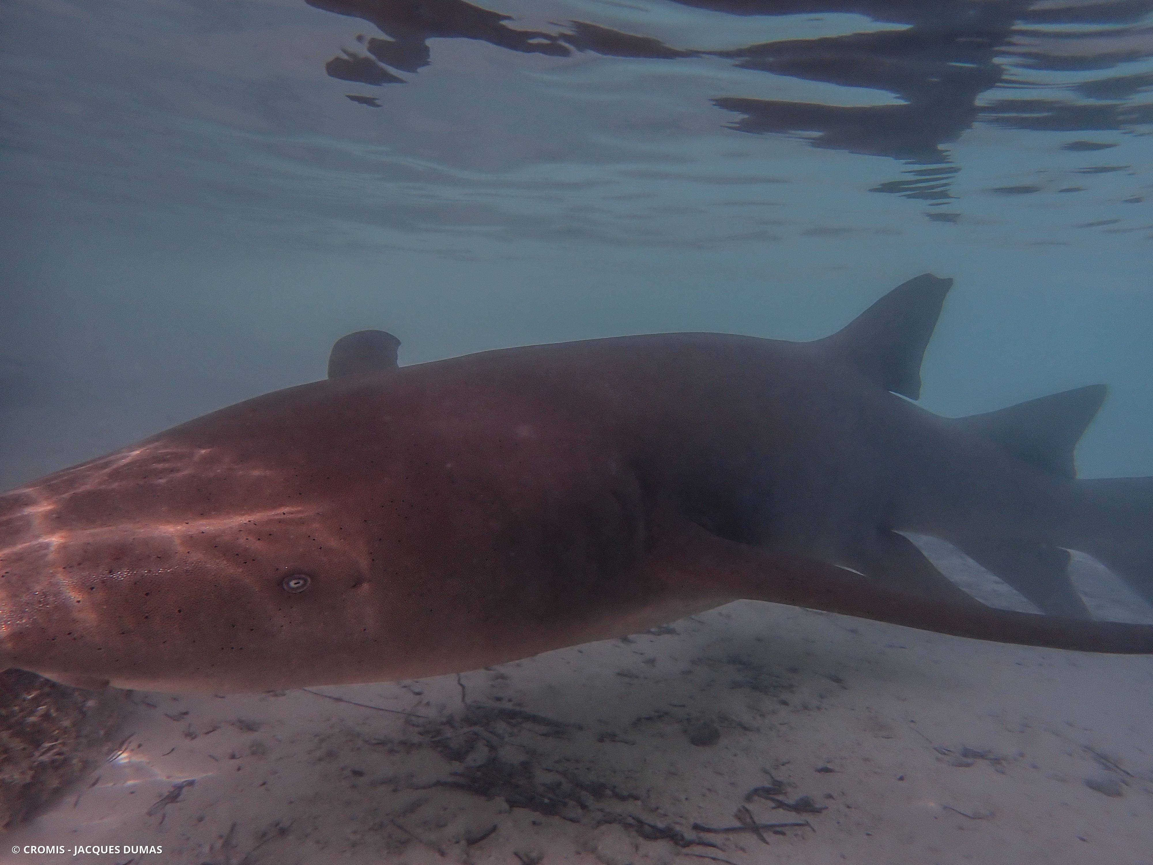 Requin nourrice fauve