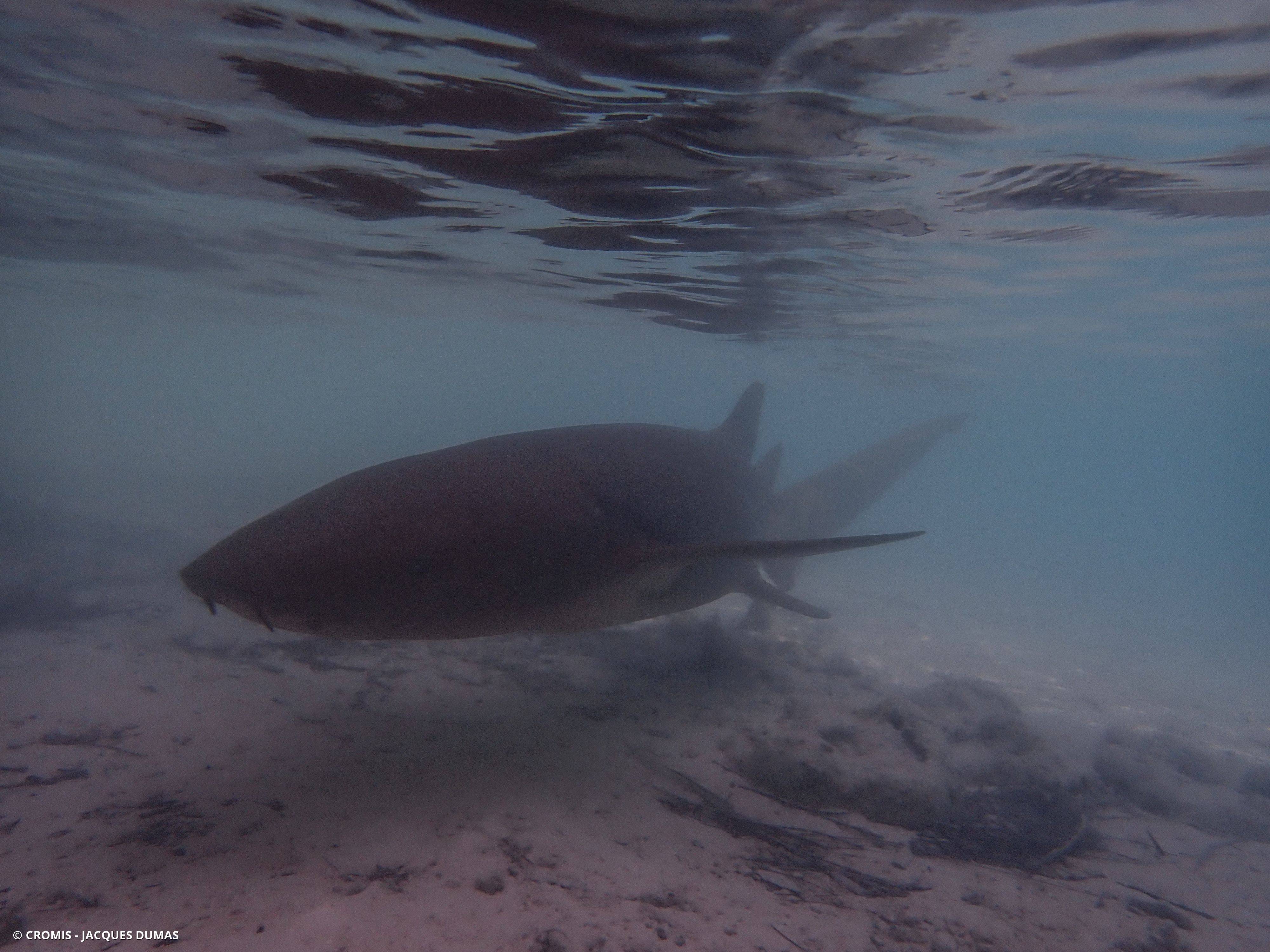 Requin nourrice fauve