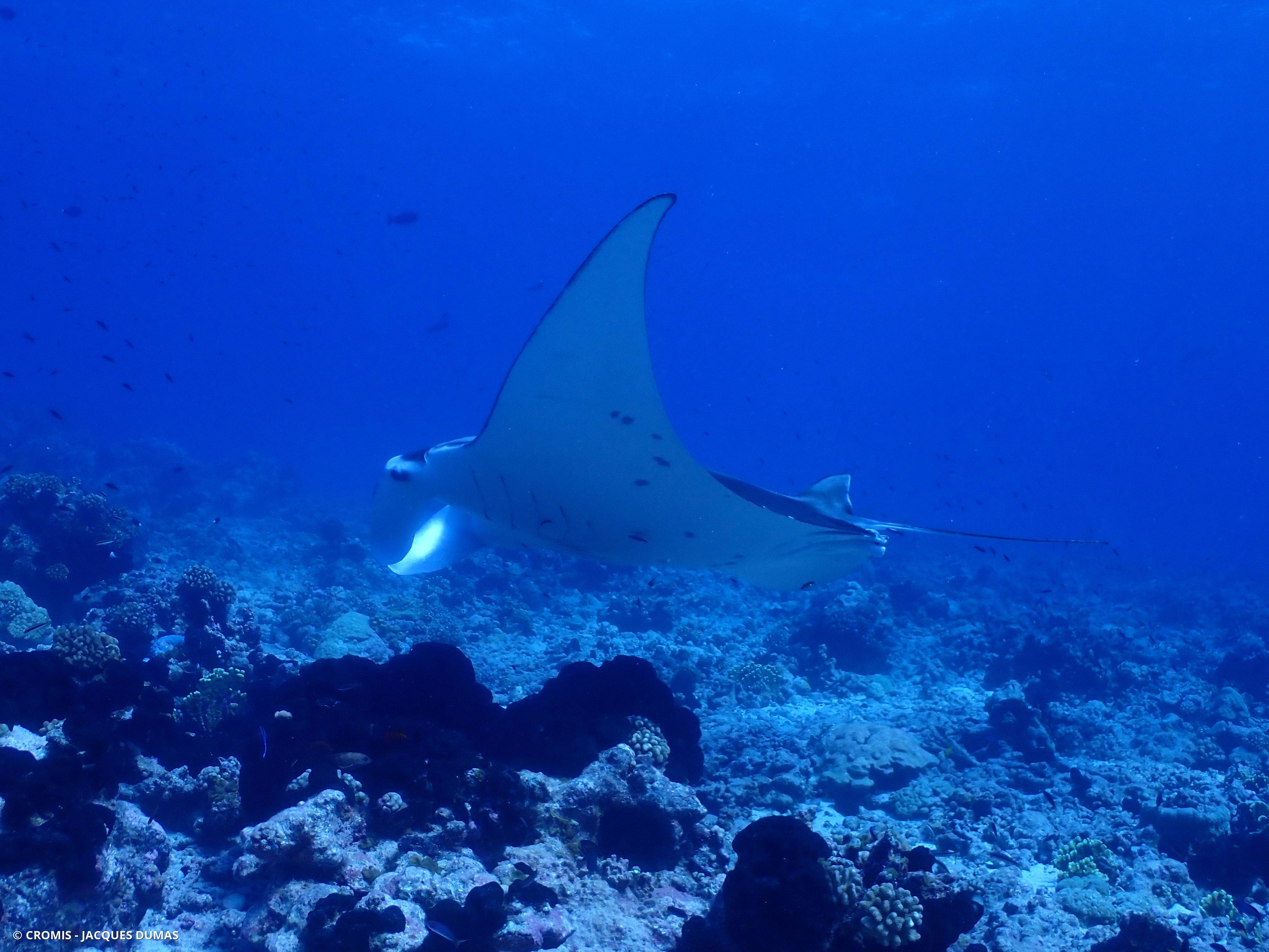 Manta des récifs