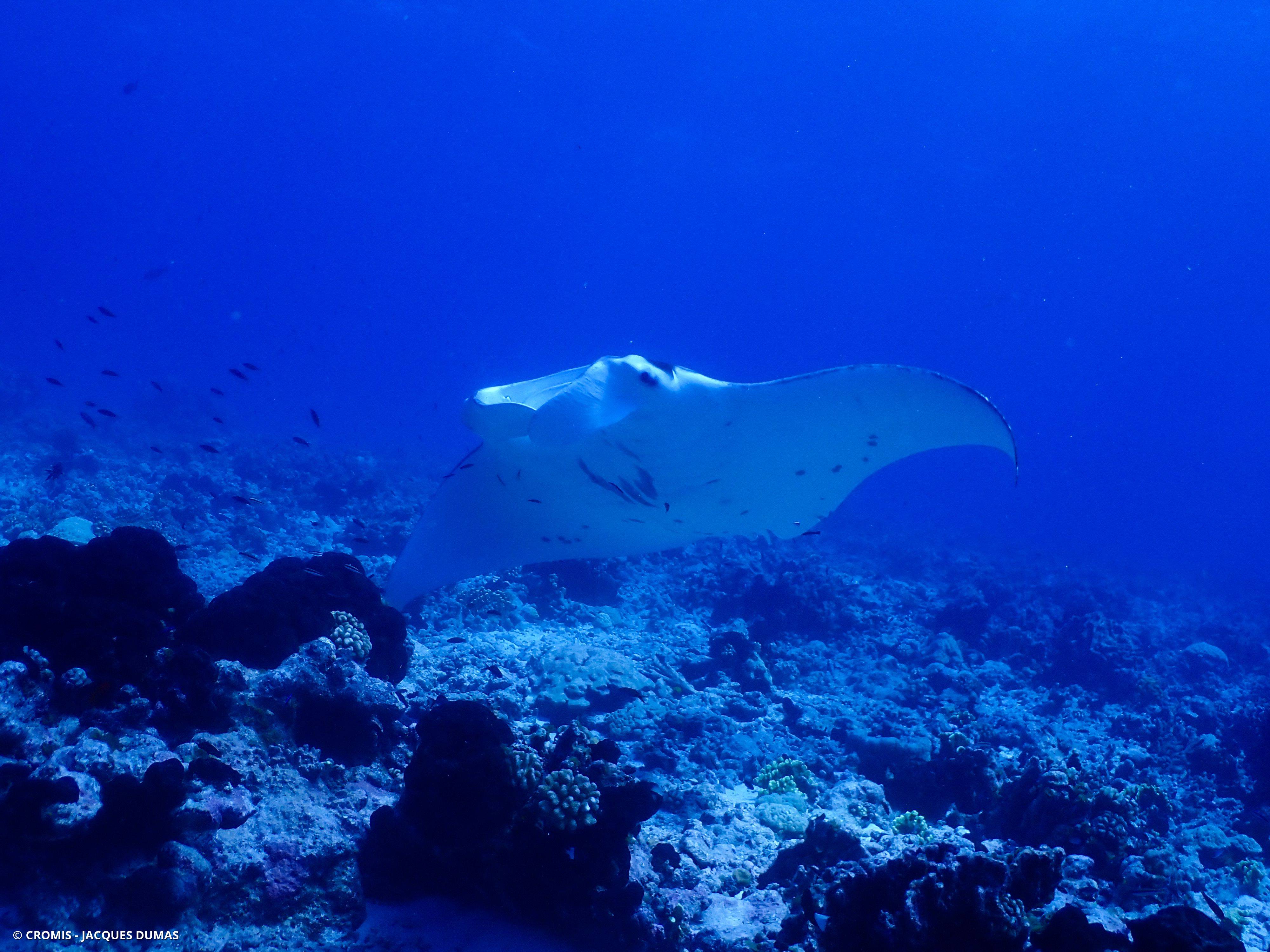 Manta des récifs