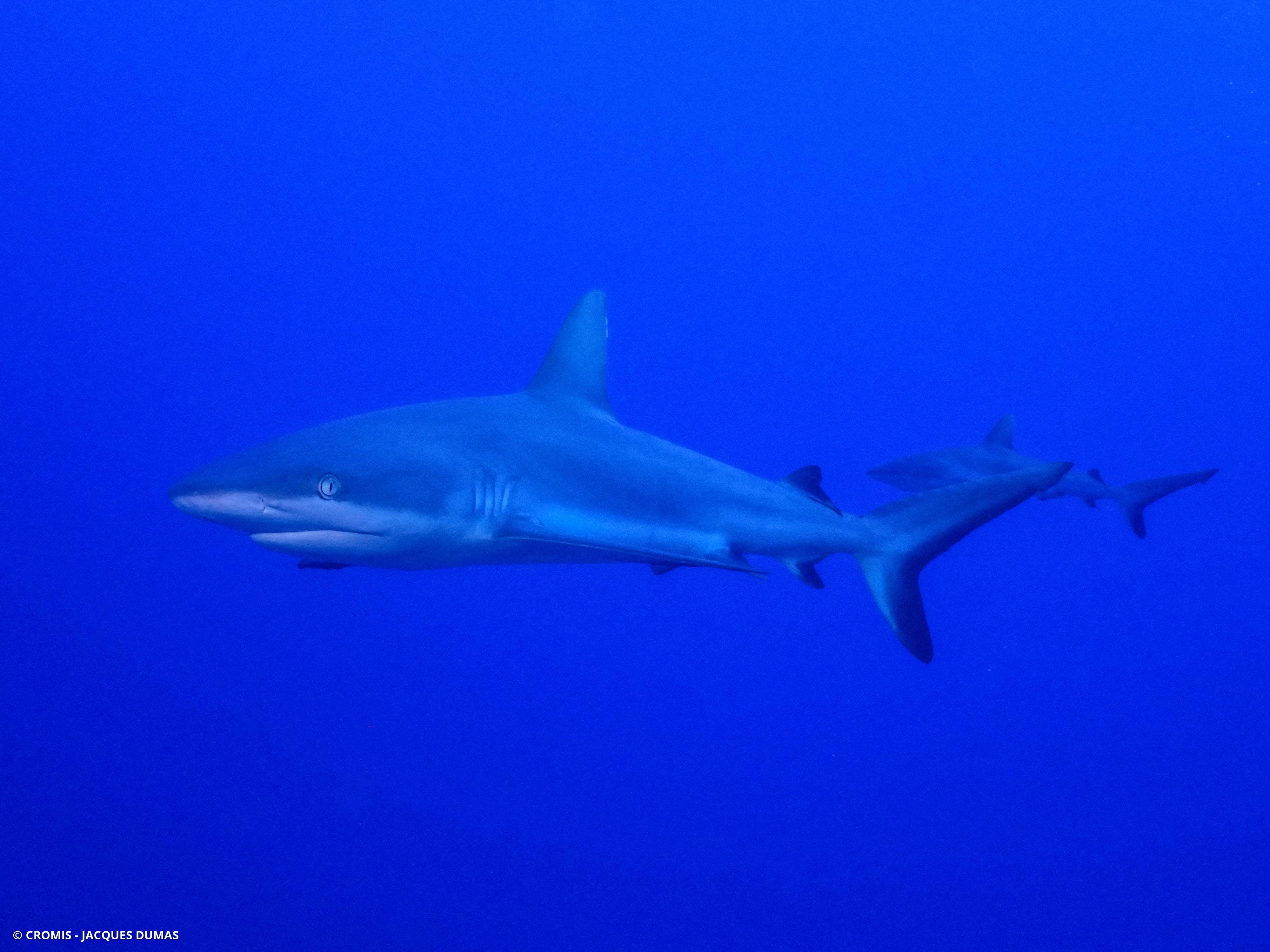 Requin gris de récif