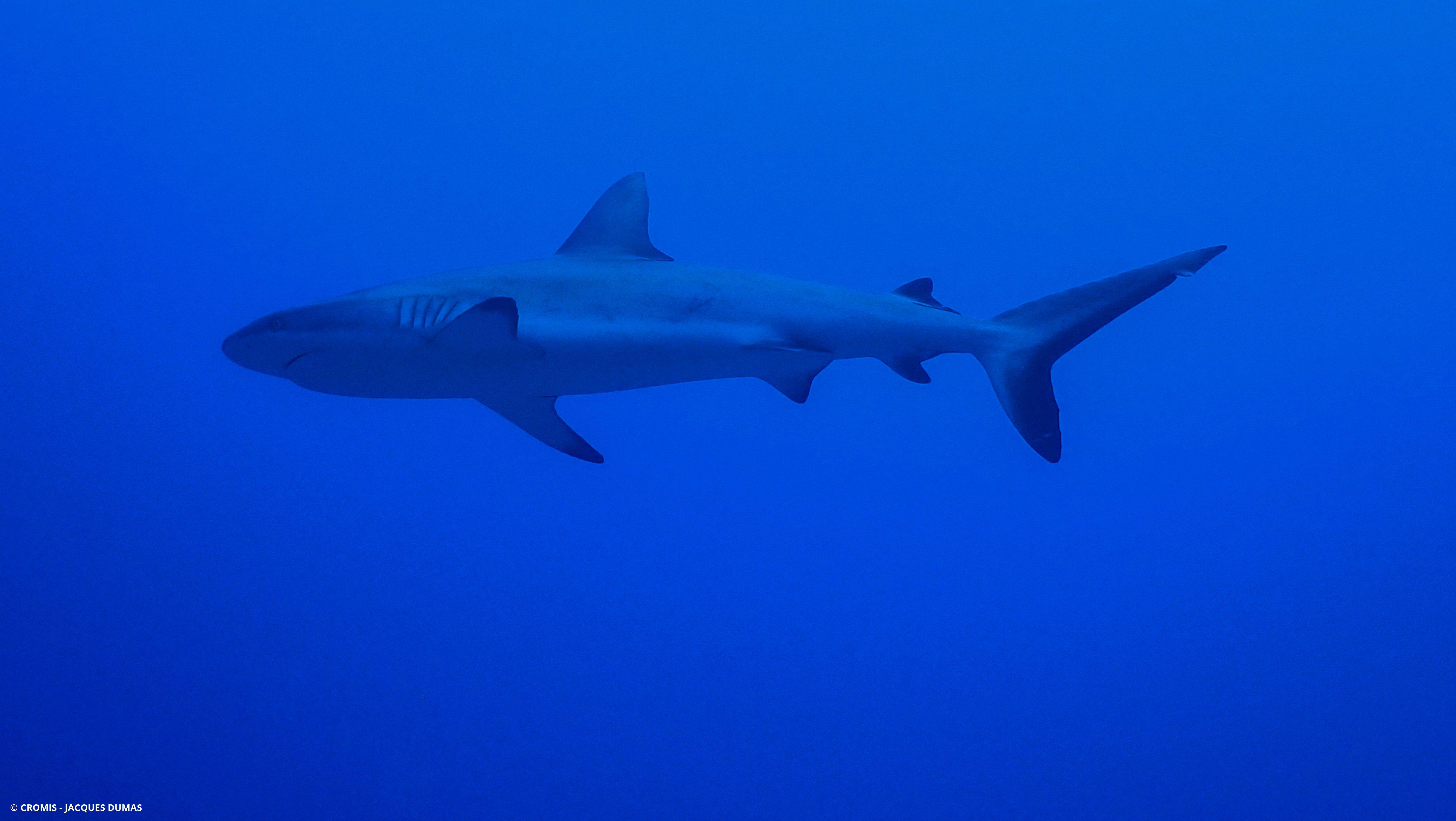 Requin gris de récif