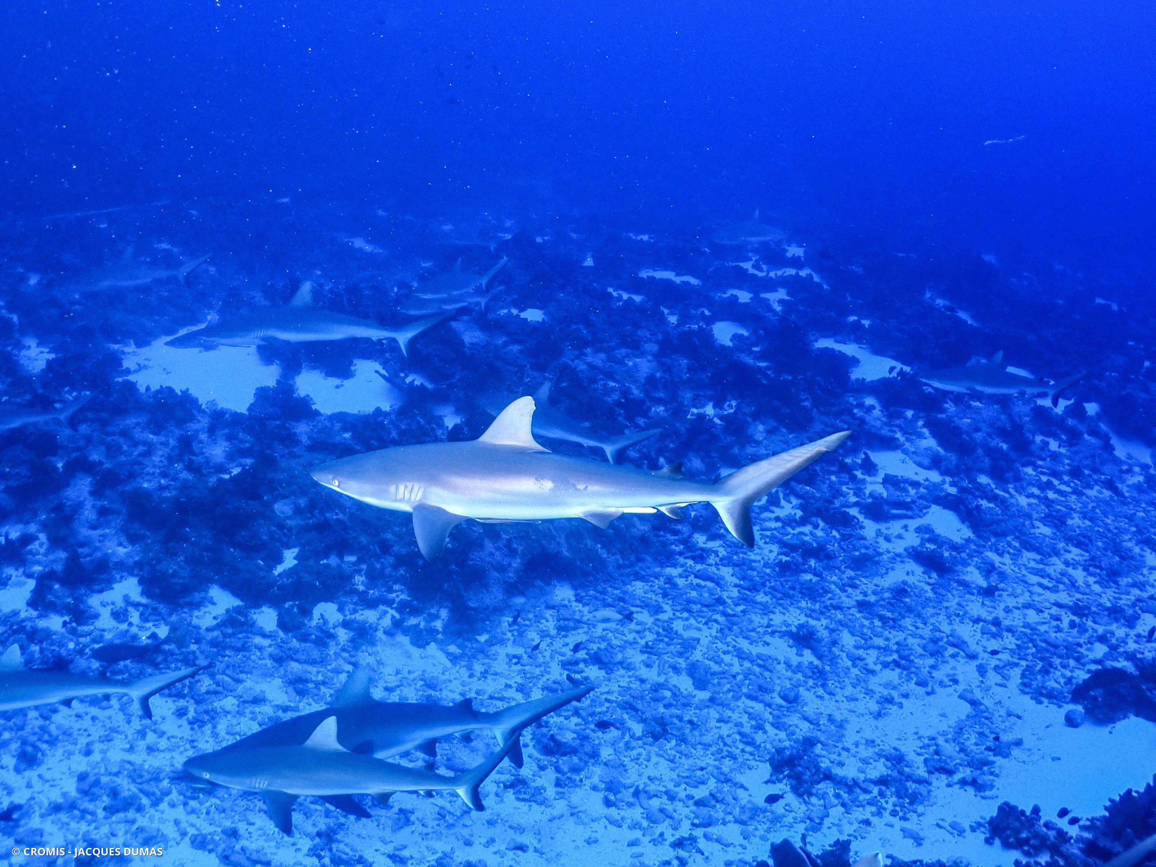 Requin gris de récif